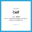 calf แปลว่า?, คำศัพท์ภาษาอังกฤษ calf แปลว่า ลูกแหง่ ประเภท N ตัวอย่าง ลูกแหง่ที่เพิ่งเกิดนอนอยู่กับแม่ควายตลอดเวลา เพิ่มเติม ลูกควายที่ยังเล็กๆ อยู่ หมวด N