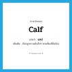 calf แปลว่า?, คำศัพท์ภาษาอังกฤษ calf แปลว่า แหง่ ประเภท N เพิ่มเติม เรียกลูกควายตัวเล็กๆ ตามเสียงที่มันร้อง หมวด N