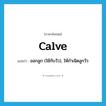calve แปลว่า?, คำศัพท์ภาษาอังกฤษ calve แปลว่า ออกลูก (ใช้กับวัว), ให้กำเนิดลูกวัว ประเภท VI หมวด VI