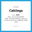 cattleya แปลว่า?, คำศัพท์ภาษาอังกฤษ Cattleya แปลว่า คัทลียา ประเภท N ตัวอย่าง เจ้าสาวประดับผมด้วยคัทลียา เพิ่มเติม ชื่อกล้วยไม้หลายชนิดในสกุล Cattleya วงศ์ Orchidaceae ดอกงดงามมาก จนได้ชื่อว่าเป็น ราชินีแห่งกล้วยไม้ หมวด N