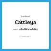 cattleya แปลว่า?, คำศัพท์ภาษาอังกฤษ cattleya แปลว่า กล้วยไม้จำพวกคัทลียา ประเภท N หมวด N
