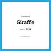 ยีราฟ ภาษาอังกฤษ?, คำศัพท์ภาษาอังกฤษ ยีราฟ แปลว่า giraffe ประเภท N หมวด N
