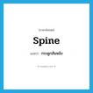 กระดูกสันหลัง ภาษาอังกฤษ?, คำศัพท์ภาษาอังกฤษ กระดูกสันหลัง แปลว่า spine ประเภท N หมวด N