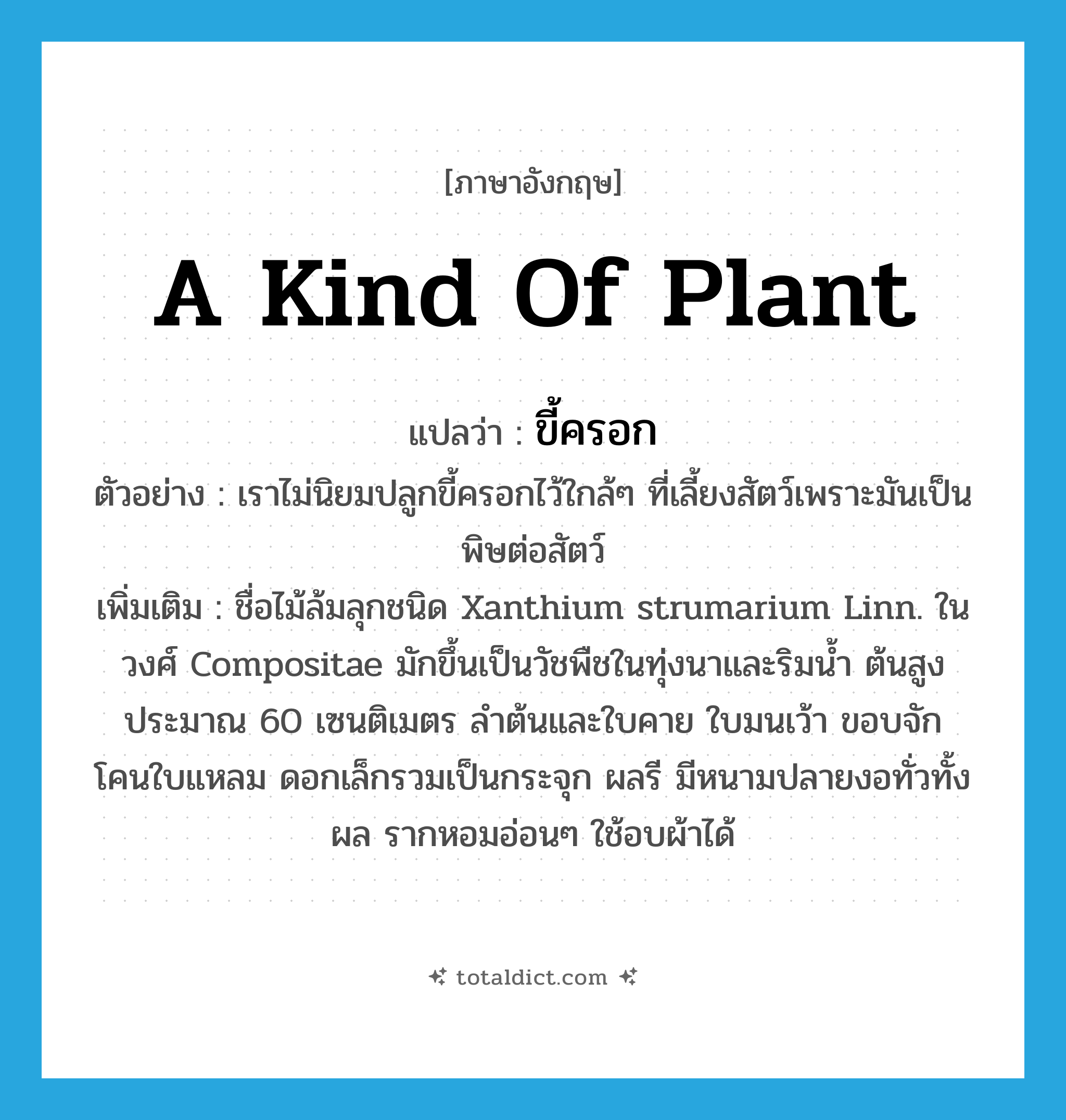 a kind of plant แปลว่า?, คำศัพท์ภาษาอังกฤษ a kind of plant แปลว่า ขี้ครอก ประเภท N ตัวอย่าง เราไม่นิยมปลูกขี้ครอกไว้ใกล้ๆ ที่เลี้ยงสัตว์เพราะมันเป็นพิษต่อสัตว์ เพิ่มเติม ชื่อไม้ล้มลุกชนิด Xanthium strumarium Linn. ในวงศ์ Compositae มักขึ้นเป็นวัชพืชในทุ่งนาและริมน้ำ ต้นสูงประมาณ 60 เซนติเมตร ลำต้นและใบคาย ใบมนเว้า ขอบจัก โคนใบแหลม ดอกเล็กรวมเป็นกระจุก ผลรี มีหนามปลายงอทั่วทั้งผล รากหอมอ่อนๆ ใช้อบผ้าได้ หมวด N