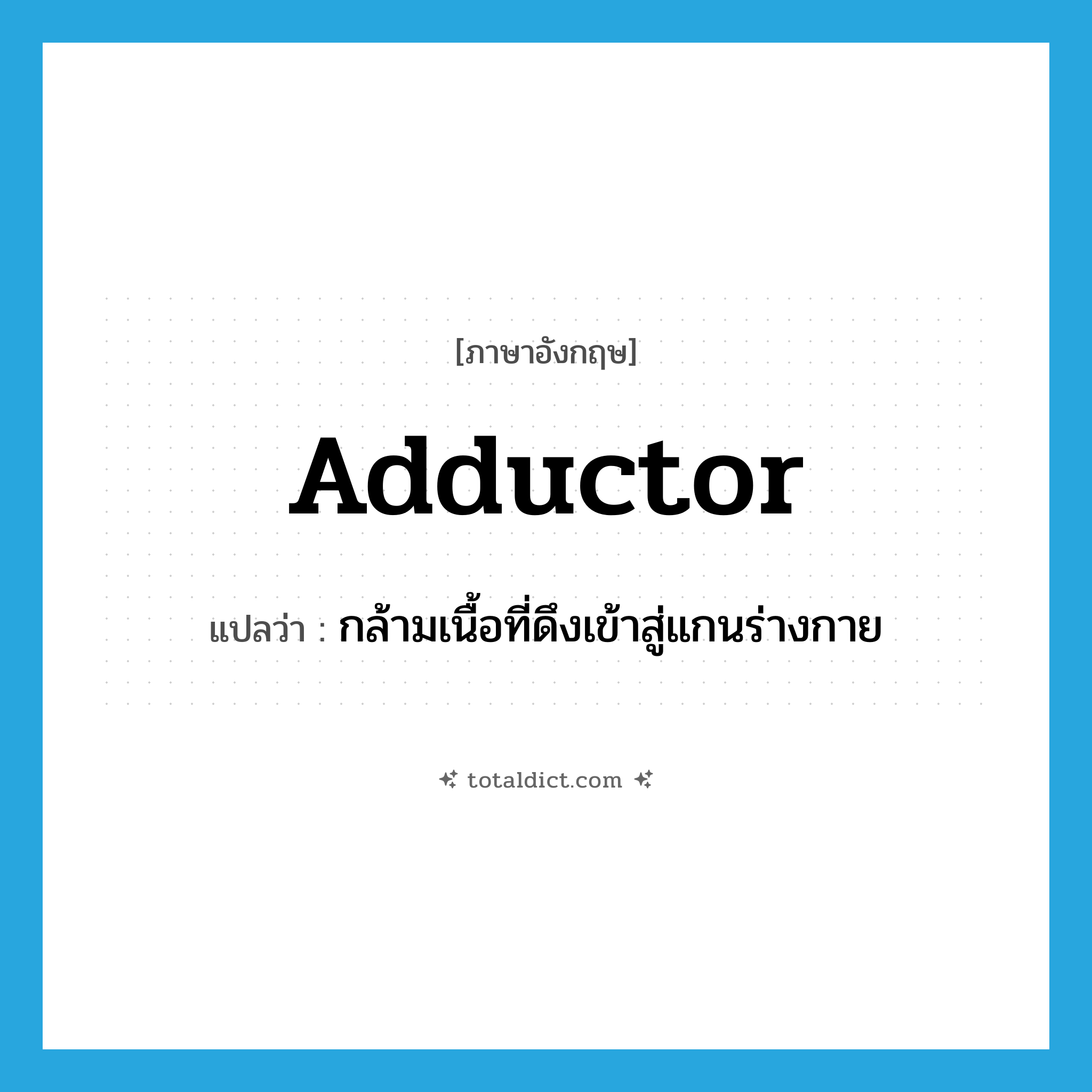 adductor แปลว่า?, คำศัพท์ภาษาอังกฤษ adductor แปลว่า กล้ามเนื้อที่ดึงเข้าสู่แกนร่างกาย ประเภท N หมวด N