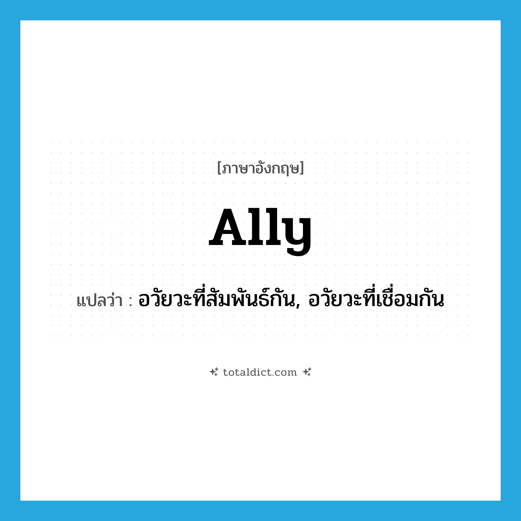 ally แปลว่า?, คำศัพท์ภาษาอังกฤษ ally แปลว่า อวัยวะที่สัมพันธ์กัน, อวัยวะที่เชื่อมกัน ประเภท N หมวด N