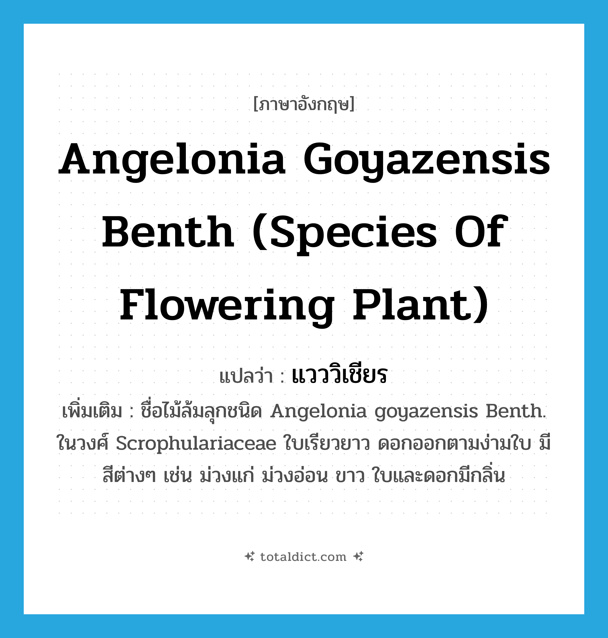 Angelonia goyazensis Benth (species of flowering plant) แปลว่า?, คำศัพท์ภาษาอังกฤษ Angelonia goyazensis Benth (species of flowering plant) แปลว่า แวววิเชียร ประเภท N เพิ่มเติม ชื่อไม้ล้มลุกชนิด Angelonia goyazensis Benth. ในวงศ์ Scrophulariaceae ใบเรียวยาว ดอกออกตามง่ามใบ มีสีต่างๆ เช่น ม่วงแก่ ม่วงอ่อน ขาว ใบและดอกมีกลิ่น หมวด N