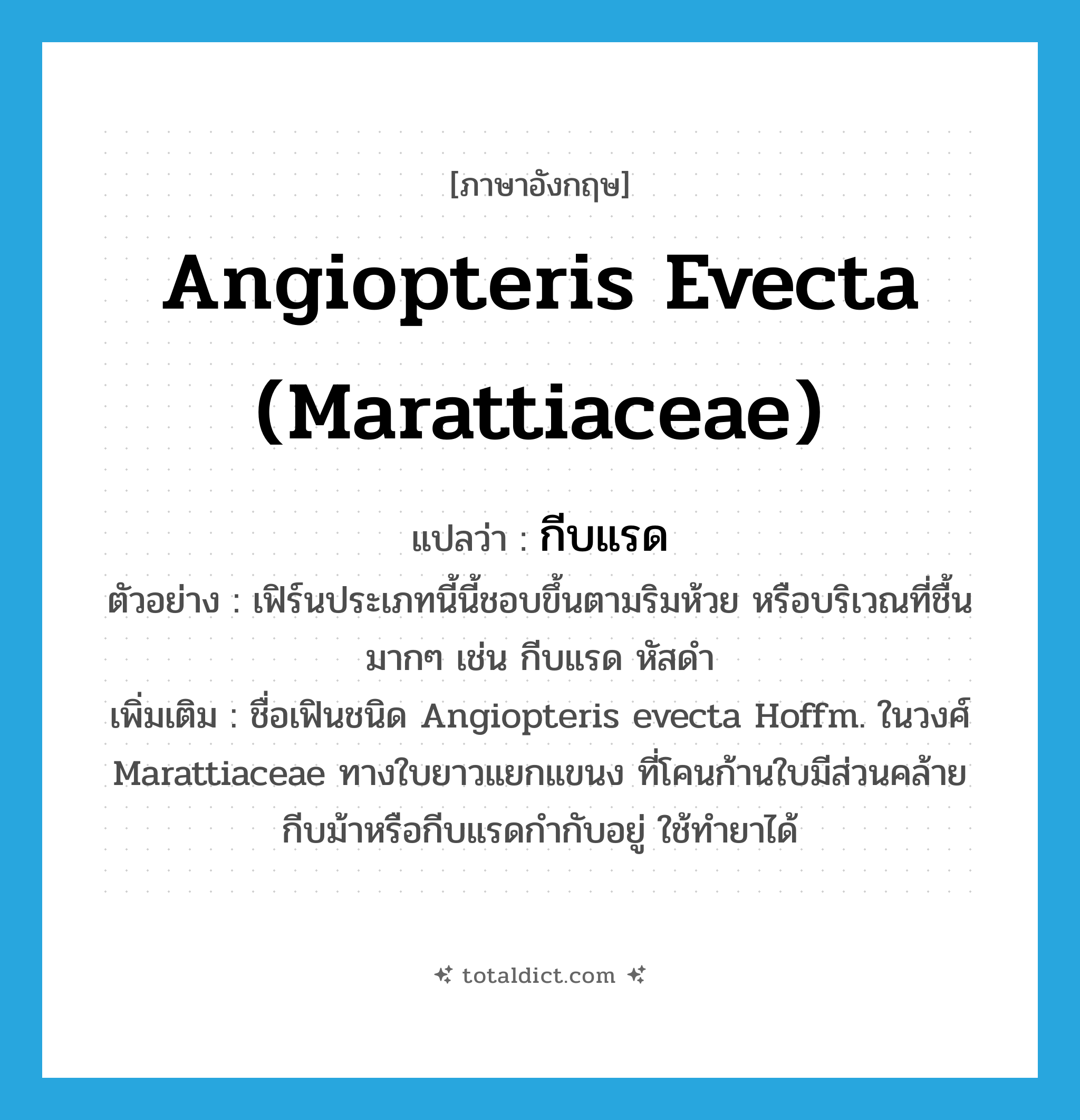 Angiopteris evecta (Marattiaceae) แปลว่า?, คำศัพท์ภาษาอังกฤษ Angiopteris evecta (Marattiaceae) แปลว่า กีบแรด ประเภท N ตัวอย่าง เฟิร์นประเภทนี้นี้ชอบขึ้นตามริมห้วย หรือบริเวณที่ชื้นมากๆ เช่น กีบแรด หัสดำ เพิ่มเติม ชื่อเฟินชนิด Angiopteris evecta Hoffm. ในวงศ์ Marattiaceae ทางใบยาวแยกแขนง ที่โคนก้านใบมีส่วนคล้ายกีบม้าหรือกีบแรดกำกับอยู่ ใช้ทำยาได้ หมวด N