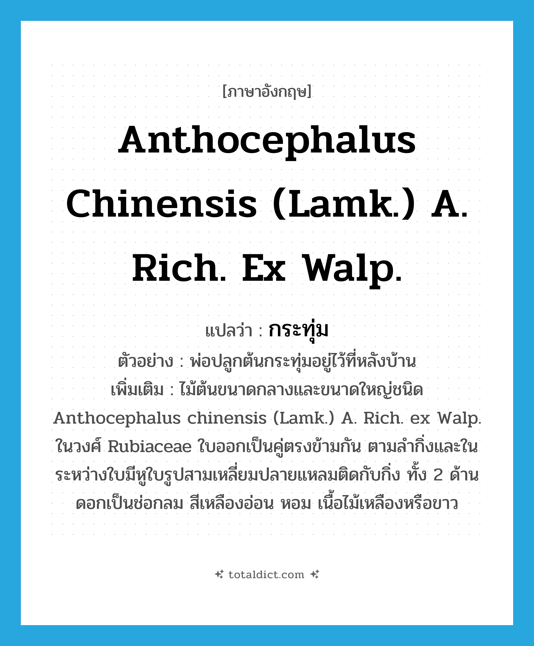 กระทุ่ม ภาษาอังกฤษ?, คำศัพท์ภาษาอังกฤษ กระทุ่ม แปลว่า Anthocephalus chinensis (Lamk.) A. Rich. ex Walp. ประเภท N ตัวอย่าง พ่อปลูกต้นกระทุ่มอยู่ไว้ที่หลังบ้าน เพิ่มเติม ไม้ต้นขนาดกลางและขนาดใหญ่ชนิด Anthocephalus chinensis (Lamk.) A. Rich. ex Walp. ในวงศ์ Rubiaceae ใบออกเป็นคู่ตรงข้ามกัน ตามลำกิ่งและในระหว่างใบมีหูใบรูปสามเหลี่ยมปลายแหลมติดกับกิ่ง ทั้ง 2 ด้าน ดอกเป็นช่อกลม สีเหลืองอ่อน หอม เนื้อไม้เหลืองหรือขาว หมวด N