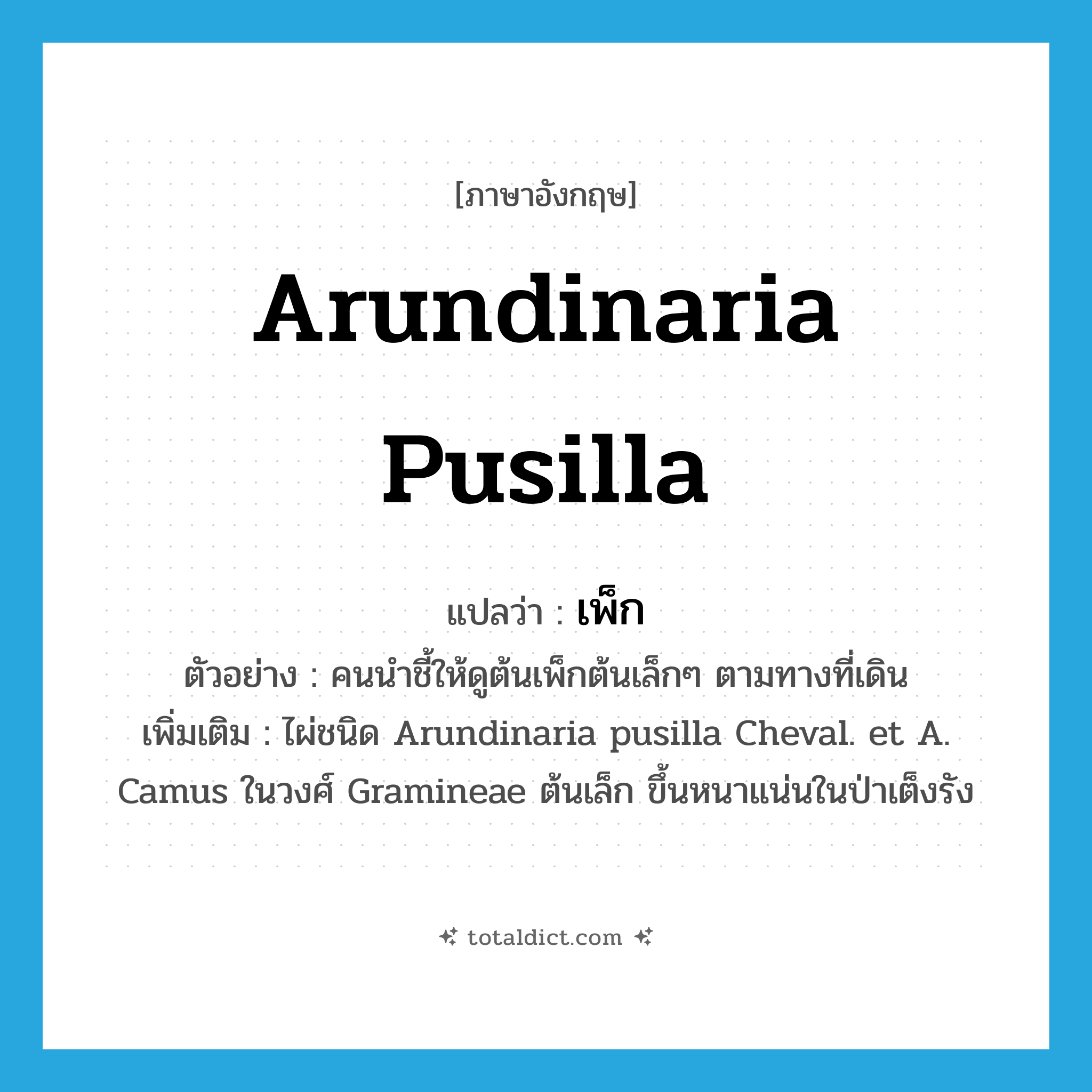 Arundinaria pusilla แปลว่า?, คำศัพท์ภาษาอังกฤษ Arundinaria pusilla แปลว่า เพ็ก ประเภท N ตัวอย่าง คนนำชี้ให้ดูต้นเพ็กต้นเล็กๆ ตามทางที่เดิน เพิ่มเติม ไผ่ชนิด Arundinaria pusilla Cheval. et A. Camus ในวงศ์ Gramineae ต้นเล็ก ขึ้นหนาแน่นในป่าเต็งรัง หมวด N