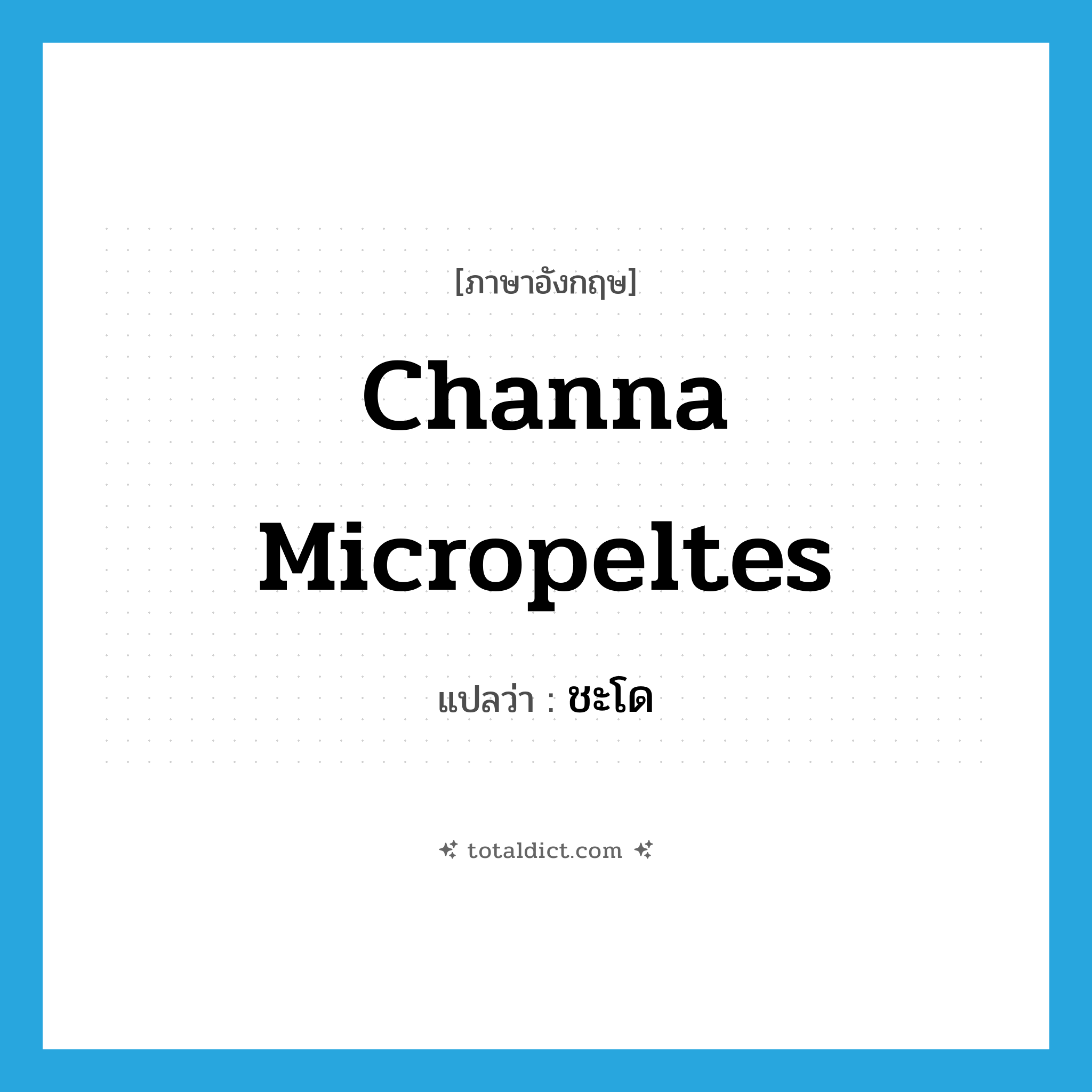 Channa micropeltes แปลว่า?, คำศัพท์ภาษาอังกฤษ Channa micropeltes แปลว่า ชะโด ประเภท N หมวด N