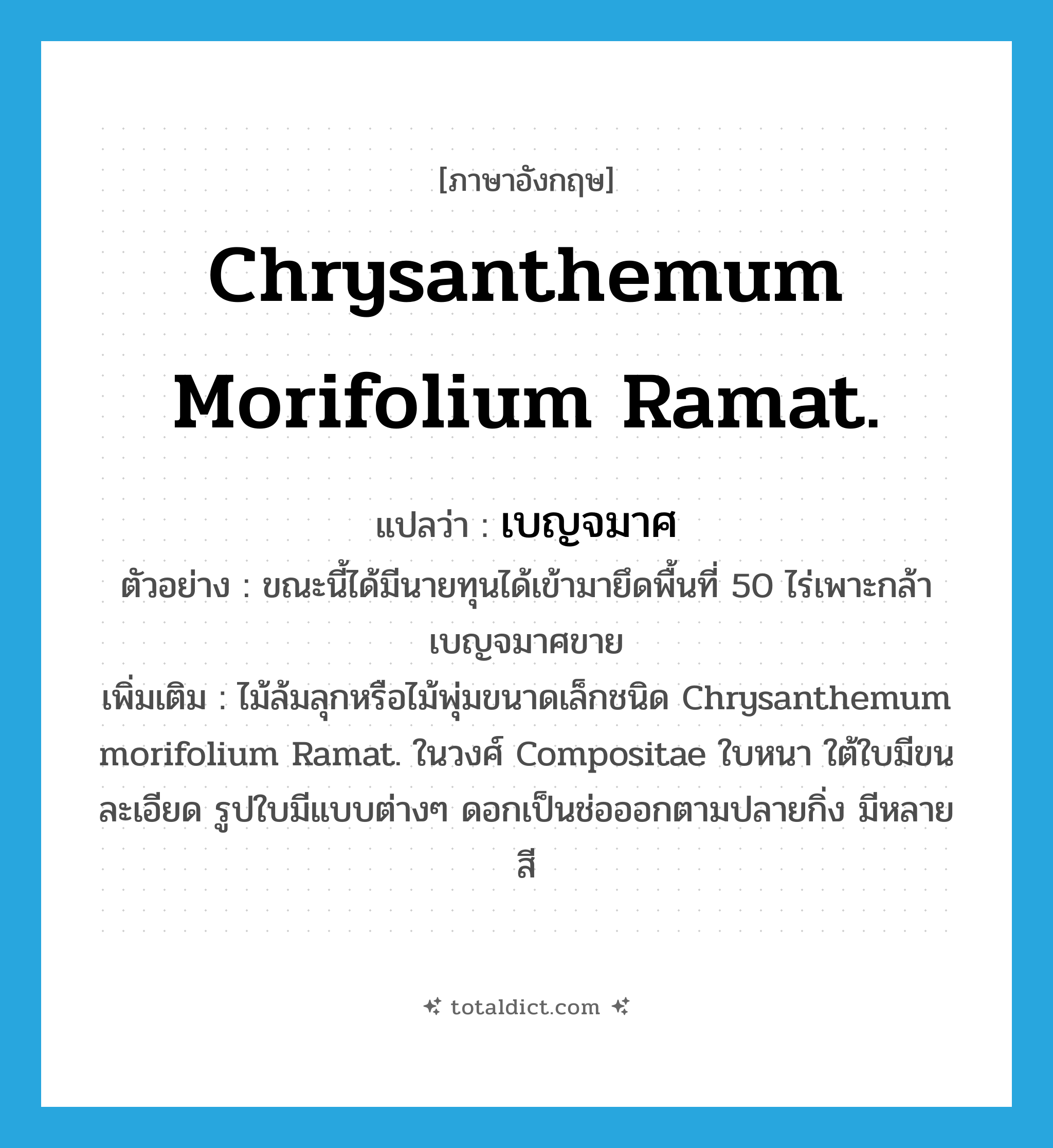 Chrysanthemum morifolium Ramat. แปลว่า?, คำศัพท์ภาษาอังกฤษ Chrysanthemum morifolium Ramat. แปลว่า เบญจมาศ ประเภท N ตัวอย่าง ขณะนี้ได้มีนายทุนได้เข้ามายึดพื้นที่ 50 ไร่เพาะกล้าเบญจมาศขาย เพิ่มเติม ไม้ล้มลุกหรือไม้พุ่มขนาดเล็กชนิด Chrysanthemum morifolium Ramat. ในวงศ์ Compositae ใบหนา ใต้ใบมีขนละเอียด รูปใบมีแบบต่างๆ ดอกเป็นช่อออกตามปลายกิ่ง มีหลายสี หมวด N