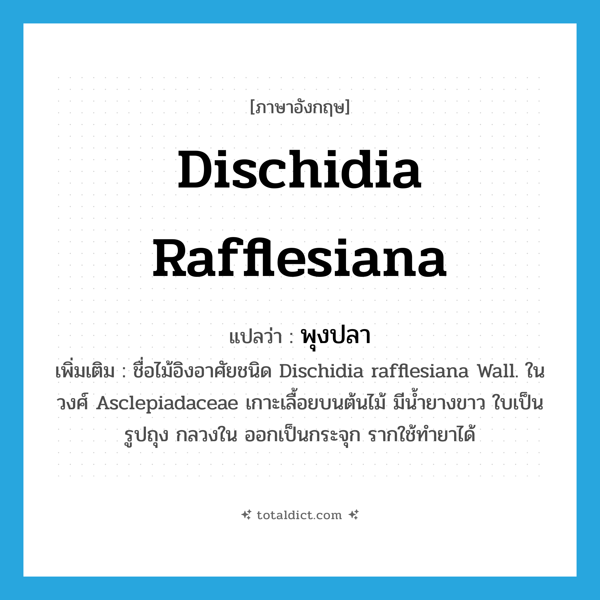 พุงปลา ภาษาอังกฤษ?, คำศัพท์ภาษาอังกฤษ พุงปลา แปลว่า Dischidia rafflesiana ประเภท N เพิ่มเติม ชื่อไม้อิงอาศัยชนิด Dischidia rafflesiana Wall. ในวงศ์ Asclepiadaceae เกาะเลื้อยบนต้นไม้ มีน้ำยางขาว ใบเป็นรูปถุง กลวงใน ออกเป็นกระจุก รากใช้ทำยาได้ หมวด N