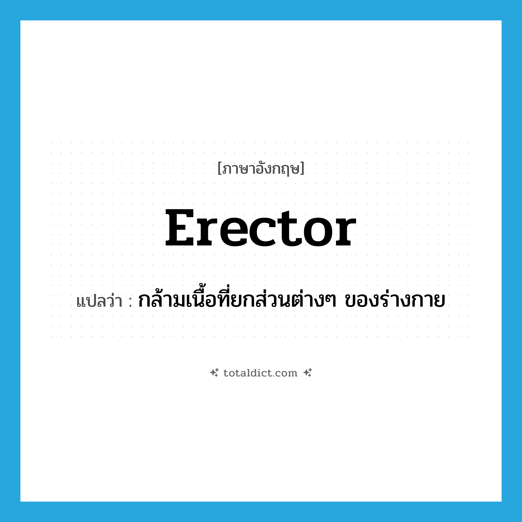 erector แปลว่า?, คำศัพท์ภาษาอังกฤษ erector แปลว่า กล้ามเนื้อที่ยกส่วนต่างๆ ของร่างกาย ประเภท N หมวด N