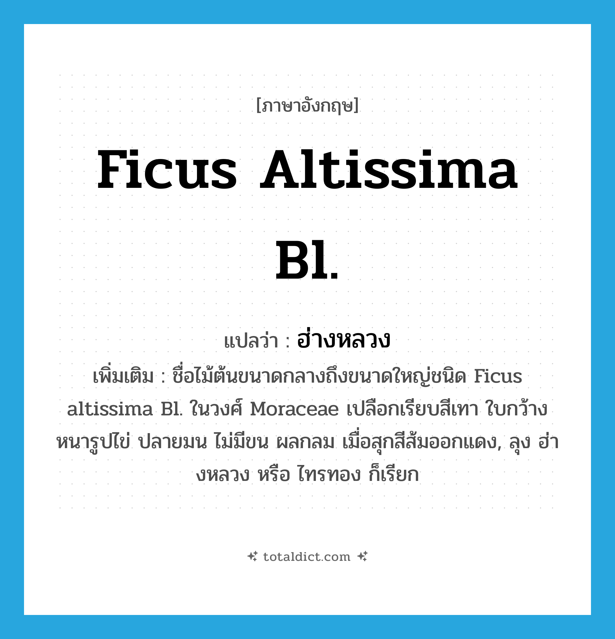 Ficus altissima Bl. แปลว่า?, คำศัพท์ภาษาอังกฤษ Ficus altissima Bl. แปลว่า ฮ่างหลวง ประเภท N เพิ่มเติม ชื่อไม้ต้นขนาดกลางถึงขนาดใหญ่ชนิด Ficus altissima Bl. ในวงศ์ Moraceae เปลือกเรียบสีเทา ใบกว้างหนารูปไข่ ปลายมน ไม่มีขน ผลกลม เมื่อสุกสีส้มออกแดง, ลุง ฮ่างหลวง หรือ ไทรทอง ก็เรียก หมวด N