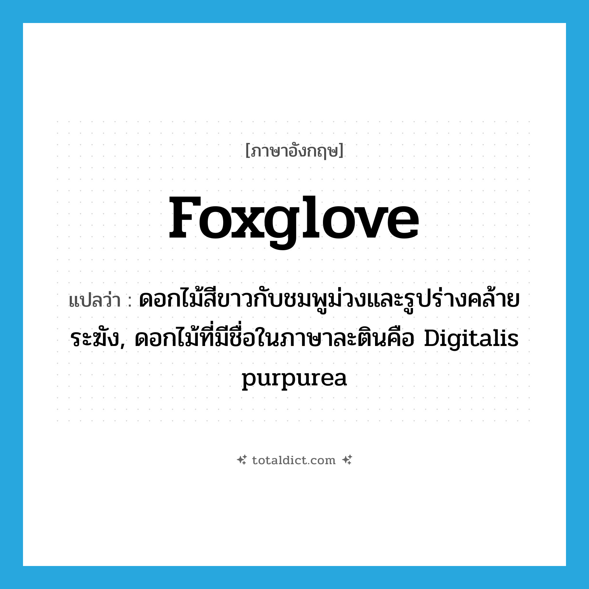 foxglove แปลว่า?, คำศัพท์ภาษาอังกฤษ foxglove แปลว่า ดอกไม้สีขาวกับชมพูม่วงและรูปร่างคล้ายระฆัง, ดอกไม้ที่มีชื่อในภาษาละตินคือ Digitalis purpurea ประเภท N หมวด N