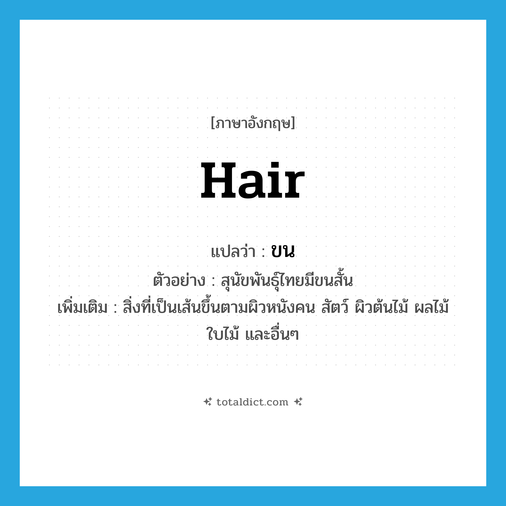 hair แปลว่า?, คำศัพท์ภาษาอังกฤษ hair แปลว่า ขน ประเภท N ตัวอย่าง สุนัขพันธุ์ไทยมีขนสั้น เพิ่มเติม สิ่งที่เป็นเส้นขึ้นตามผิวหนังคน สัตว์ ผิวต้นไม้ ผลไม้ ใบไม้ และอื่นๆ หมวด N