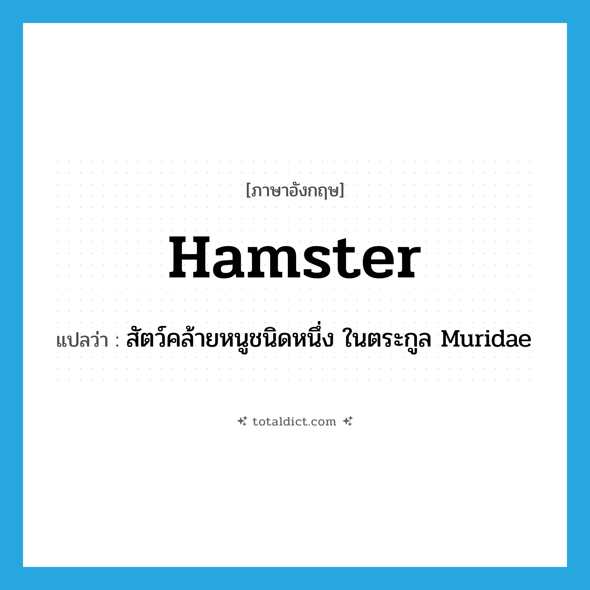 hamster แปลว่า?, คำศัพท์ภาษาอังกฤษ hamster แปลว่า สัตว์คล้ายหนูชนิดหนึ่ง ในตระกูล Muridae ประเภท N หมวด N