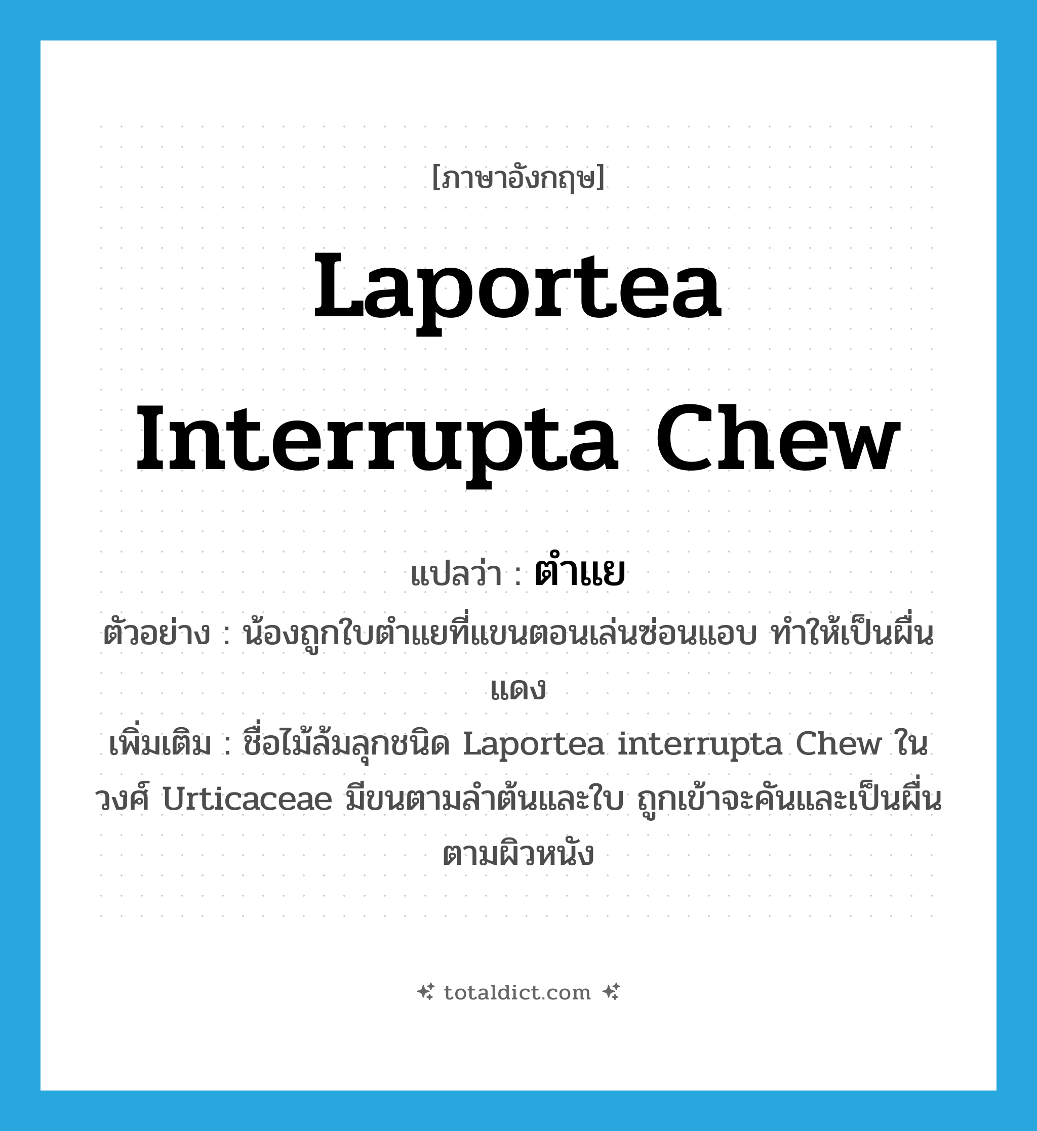 ตำแย ภาษาอังกฤษ?, คำศัพท์ภาษาอังกฤษ ตำแย แปลว่า Laportea interrupta Chew ประเภท N ตัวอย่าง น้องถูกใบตำแยที่แขนตอนเล่นซ่อนแอบ ทำให้เป็นผื่นแดง เพิ่มเติม ชื่อไม้ล้มลุกชนิด Laportea interrupta Chew ในวงศ์ Urticaceae มีขนตามลำต้นและใบ ถูกเข้าจะคันและเป็นผื่นตามผิวหนัง หมวด N