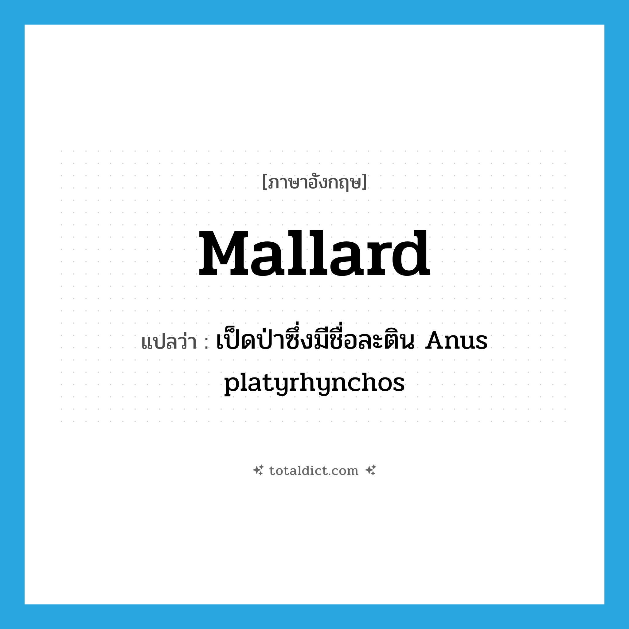 mallard แปลว่า?, คำศัพท์ภาษาอังกฤษ mallard แปลว่า เป็ดป่าซึ่งมีชื่อละติน Anus platyrhynchos ประเภท N หมวด N