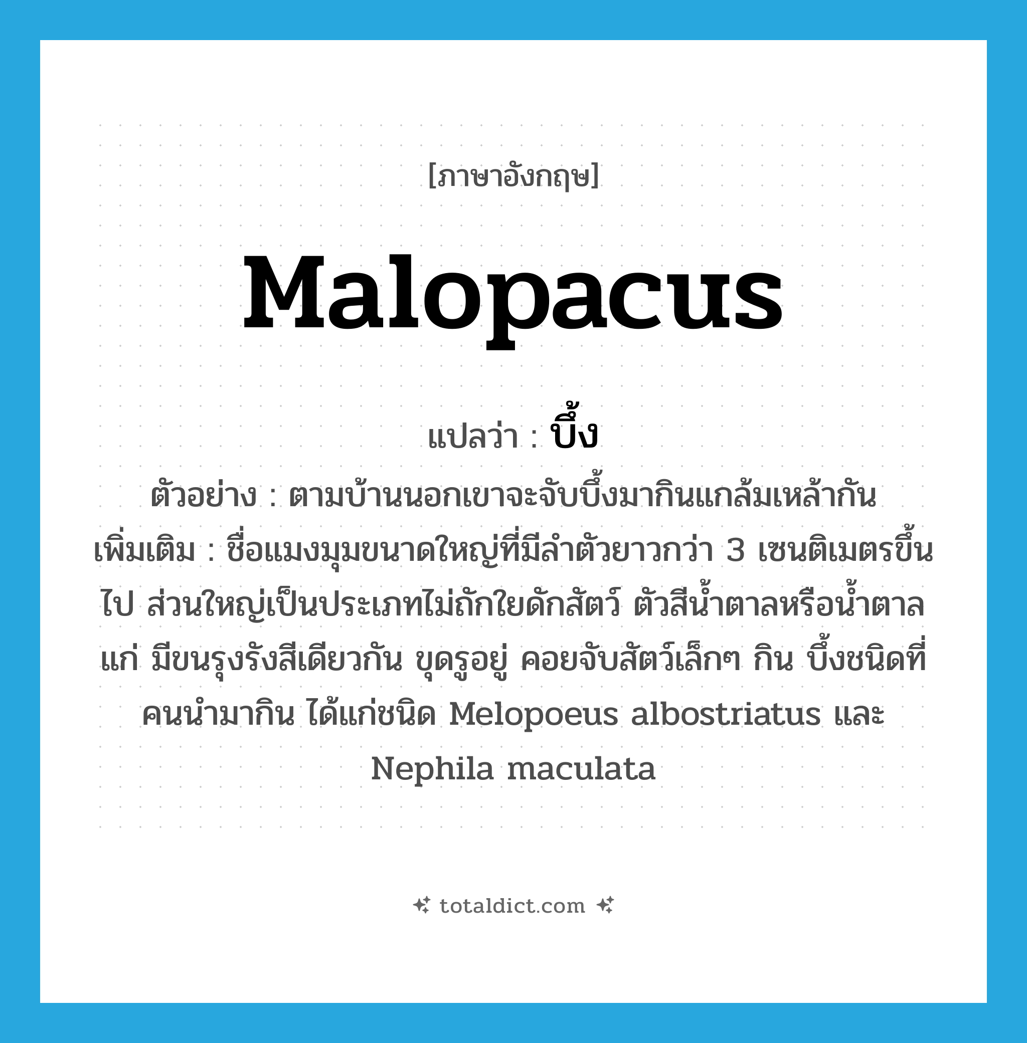 malopacus แปลว่า?, คำศัพท์ภาษาอังกฤษ malopacus แปลว่า บึ้ง ประเภท N ตัวอย่าง ตามบ้านนอกเขาจะจับบึ้งมากินแกล้มเหล้ากัน เพิ่มเติม ชื่อแมงมุมขนาดใหญ่ที่มีลำตัวยาวกว่า 3 เซนติเมตรขึ้นไป ส่วนใหญ่เป็นประเภทไม่ถักใยดักสัตว์ ตัวสีน้ำตาลหรือน้ำตาลแก่ มีขนรุงรังสีเดียวกัน ขุดรูอยู่ คอยจับสัตว์เล็กๆ กิน บึ้งชนิดที่คนนำมากิน ได้แก่ชนิด Melopoeus albostriatus และ Nephila maculata หมวด N