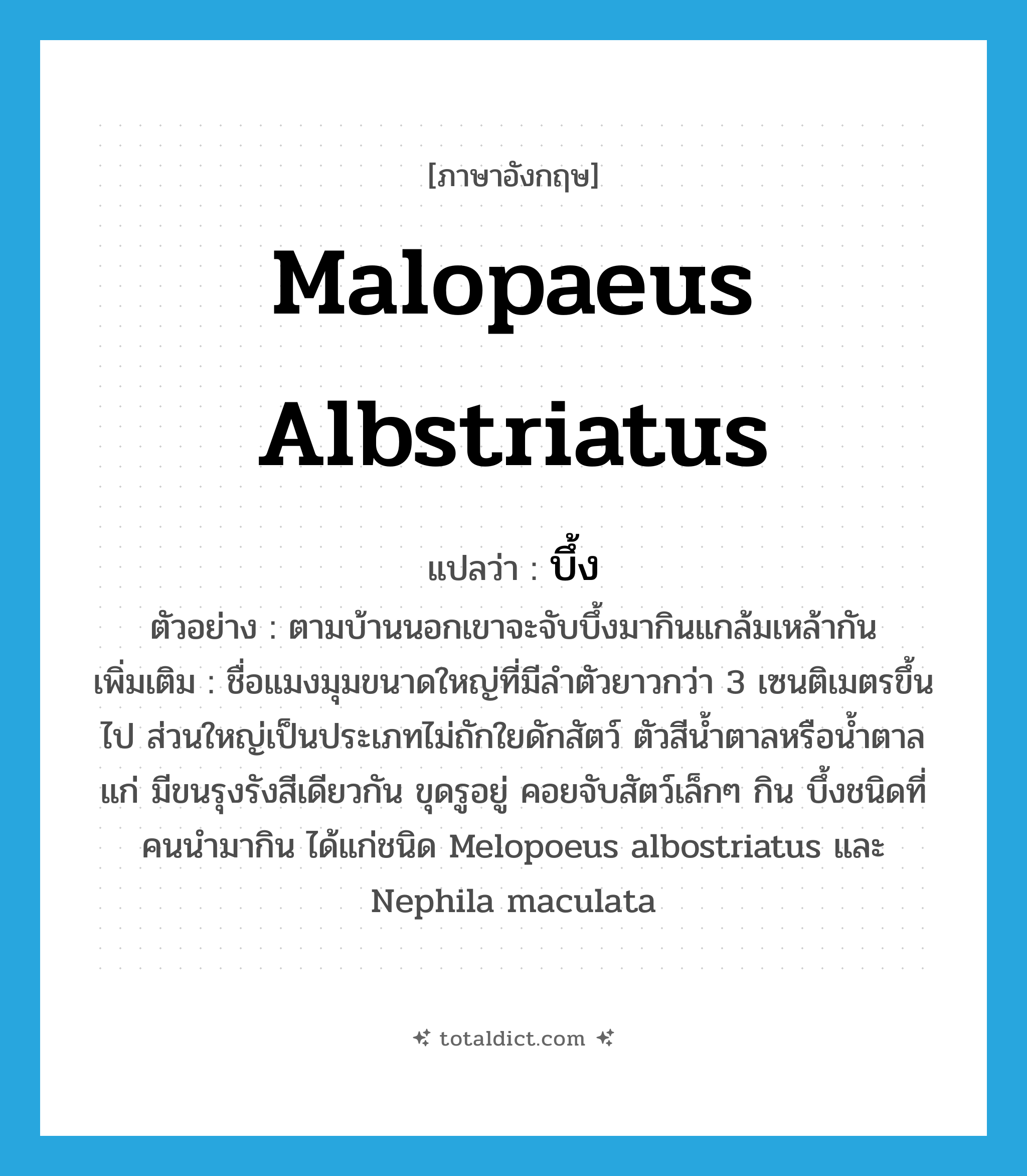 บึ้ง ภาษาอังกฤษ?, คำศัพท์ภาษาอังกฤษ บึ้ง แปลว่า Malopaeus albstriatus ประเภท N ตัวอย่าง ตามบ้านนอกเขาจะจับบึ้งมากินแกล้มเหล้ากัน เพิ่มเติม ชื่อแมงมุมขนาดใหญ่ที่มีลำตัวยาวกว่า 3 เซนติเมตรขึ้นไป ส่วนใหญ่เป็นประเภทไม่ถักใยดักสัตว์ ตัวสีน้ำตาลหรือน้ำตาลแก่ มีขนรุงรังสีเดียวกัน ขุดรูอยู่ คอยจับสัตว์เล็กๆ กิน บึ้งชนิดที่คนนำมากิน ได้แก่ชนิด Melopoeus albostriatus และ Nephila maculata หมวด N
