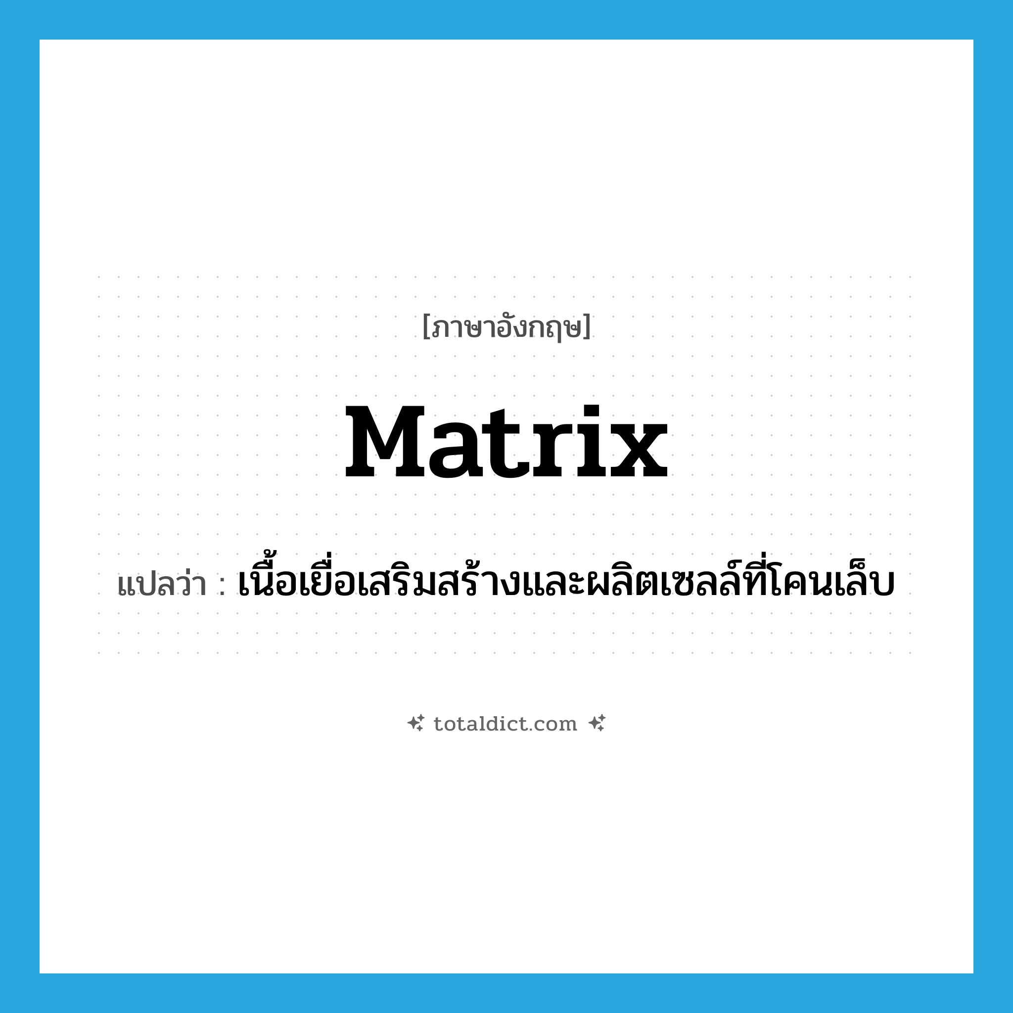 matrix แปลว่า?, คำศัพท์ภาษาอังกฤษ matrix แปลว่า เนื้อเยื่อเสริมสร้างและผลิตเซลล์ที่โคนเล็บ ประเภท N หมวด N