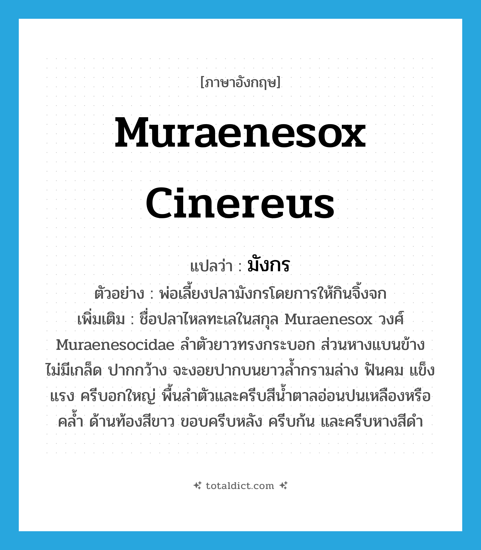 มังกร ภาษาอังกฤษ?, คำศัพท์ภาษาอังกฤษ มังกร แปลว่า muraenesox cinereus ประเภท N ตัวอย่าง พ่อเลี้ยงปลามังกรโดยการให้กินจิ้งจก เพิ่มเติม ชื่อปลาไหลทะเลในสกุล Muraenesox วงศ์ Muraenesocidae ลำตัวยาวทรงกระบอก ส่วนหางแบนข้าง ไม่มีเกล็ด ปากกว้าง จะงอยปากบนยาวล้ำกรามล่าง ฟันคม แข็งแรง ครีบอกใหญ่ พื้นลำตัวและครีบสีน้ำตาลอ่อนปนเหลืองหรือคล้ำ ด้านท้องสีขาว ขอบครีบหลัง ครีบก้น และครีบหางสีดำ หมวด N