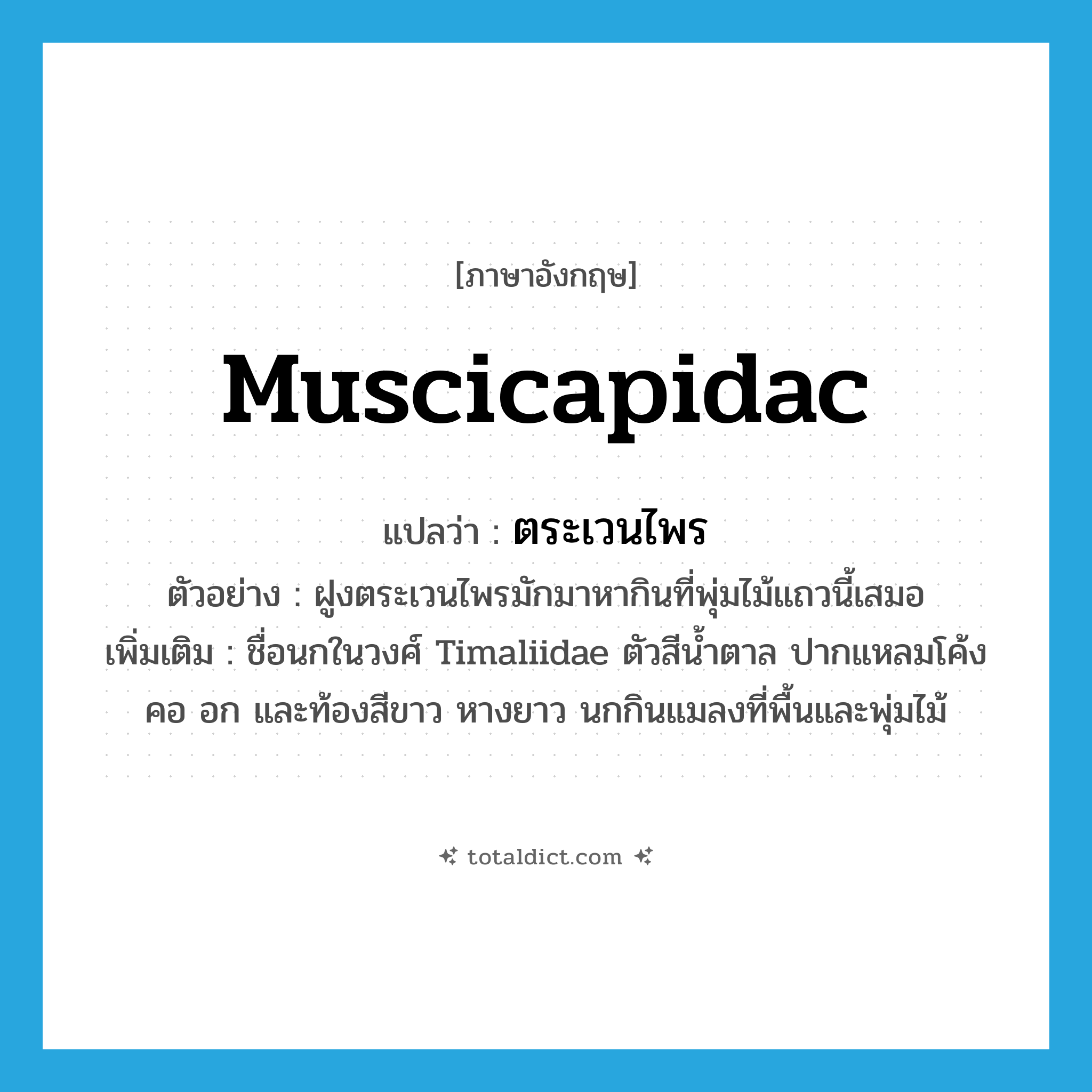 muscicapidac แปลว่า?, คำศัพท์ภาษาอังกฤษ muscicapidac แปลว่า ตระเวนไพร ประเภท N ตัวอย่าง ฝูงตระเวนไพรมักมาหากินที่พุ่มไม้แถวนี้เสมอ เพิ่มเติม ชื่อนกในวงศ์ Timaliidae ตัวสีน้ำตาล ปากแหลมโค้ง คอ อก และท้องสีขาว หางยาว นกกินแมลงที่พื้นและพุ่มไม้ หมวด N