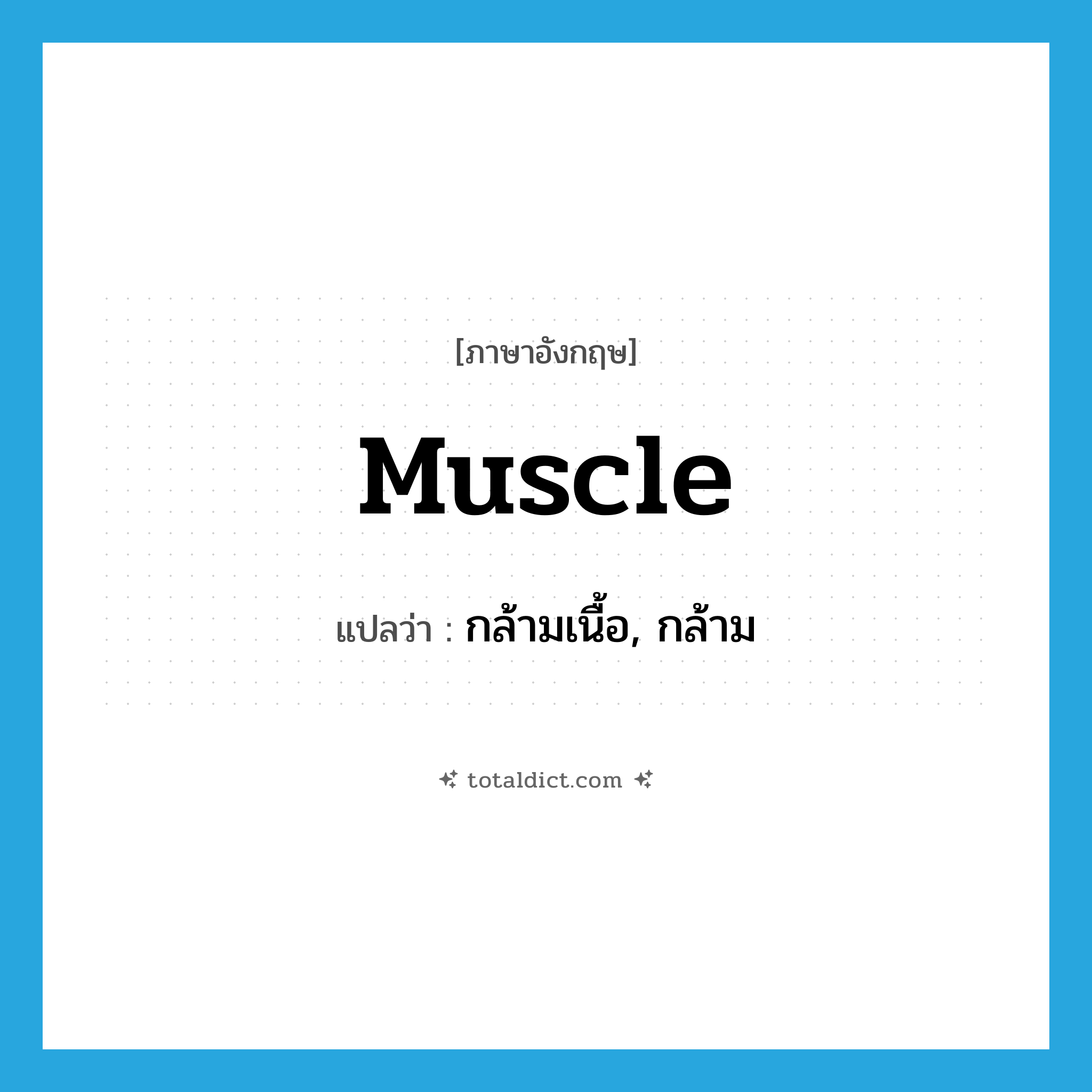 muscle แปลว่า?, คำศัพท์ภาษาอังกฤษ muscle แปลว่า กล้ามเนื้อ, กล้าม ประเภท N หมวด N