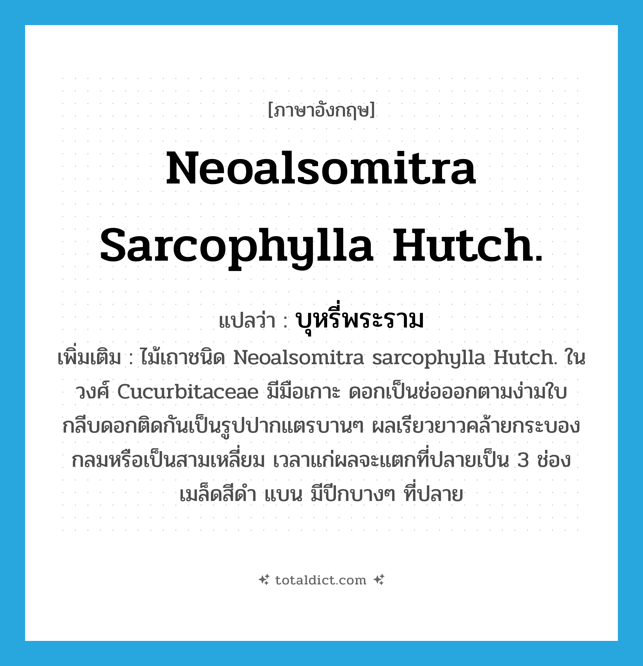 Neoalsomitra sarcophylla Hutch. แปลว่า?, คำศัพท์ภาษาอังกฤษ Neoalsomitra sarcophylla Hutch. แปลว่า บุหรี่พระราม ประเภท N เพิ่มเติม ไม้เถาชนิด Neoalsomitra sarcophylla Hutch. ในวงศ์ Cucurbitaceae มีมือเกาะ ดอกเป็นช่อออกตามง่ามใบ กลีบดอกติดกันเป็นรูปปากแตรบานๆ ผลเรียวยาวคล้ายกระบองกลมหรือเป็นสามเหลี่ยม เวลาแก่ผลจะแตกที่ปลายเป็น 3 ช่อง เมล็ดสีดำ แบน มีปีกบางๆ ที่ปลาย หมวด N