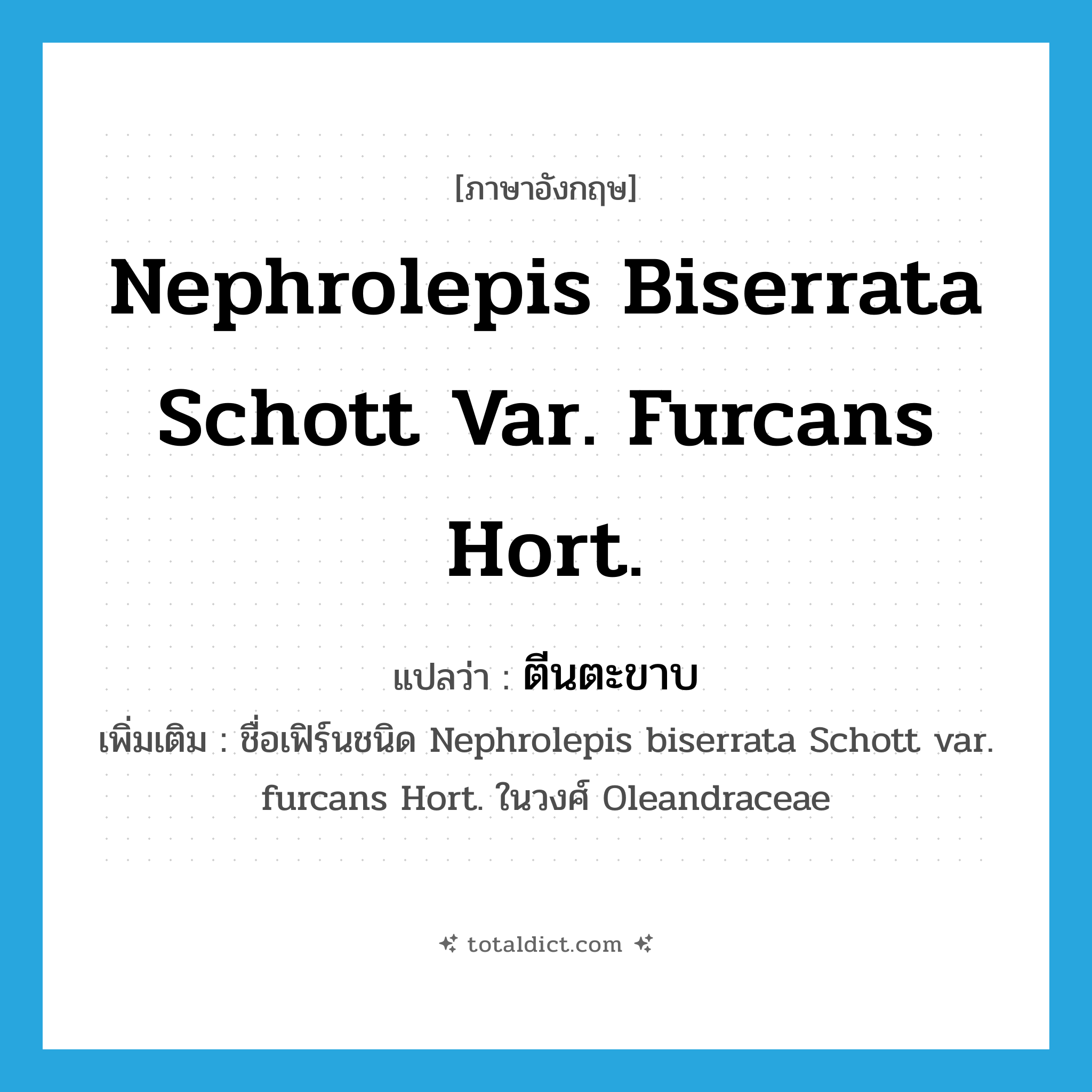 Nephrolepis biserrata Schott var. furcans Hort. แปลว่า?, คำศัพท์ภาษาอังกฤษ Nephrolepis biserrata Schott var. furcans Hort. แปลว่า ตีนตะขาบ ประเภท N เพิ่มเติม ชื่อเฟิร์นชนิด Nephrolepis biserrata Schott var. furcans Hort. ในวงศ์ Oleandraceae หมวด N