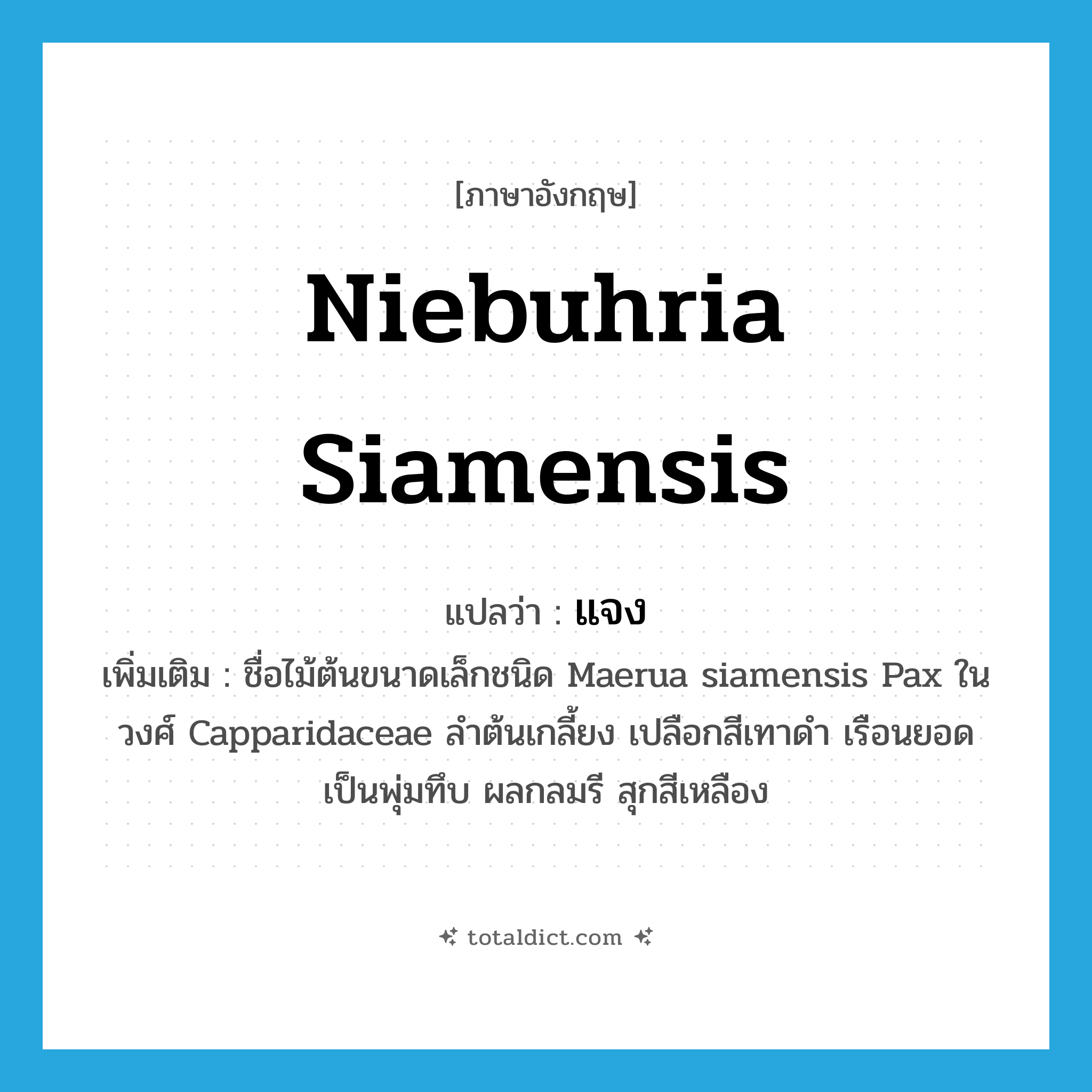 แจง ภาษาอังกฤษ?, คำศัพท์ภาษาอังกฤษ แจง แปลว่า Niebuhria siamensis ประเภท N เพิ่มเติม ชื่อไม้ต้นขนาดเล็กชนิด Maerua siamensis Pax ในวงศ์ Capparidaceae ลำต้นเกลี้ยง เปลือกสีเทาดำ เรือนยอดเป็นพุ่มทึบ ผลกลมรี สุกสีเหลือง หมวด N