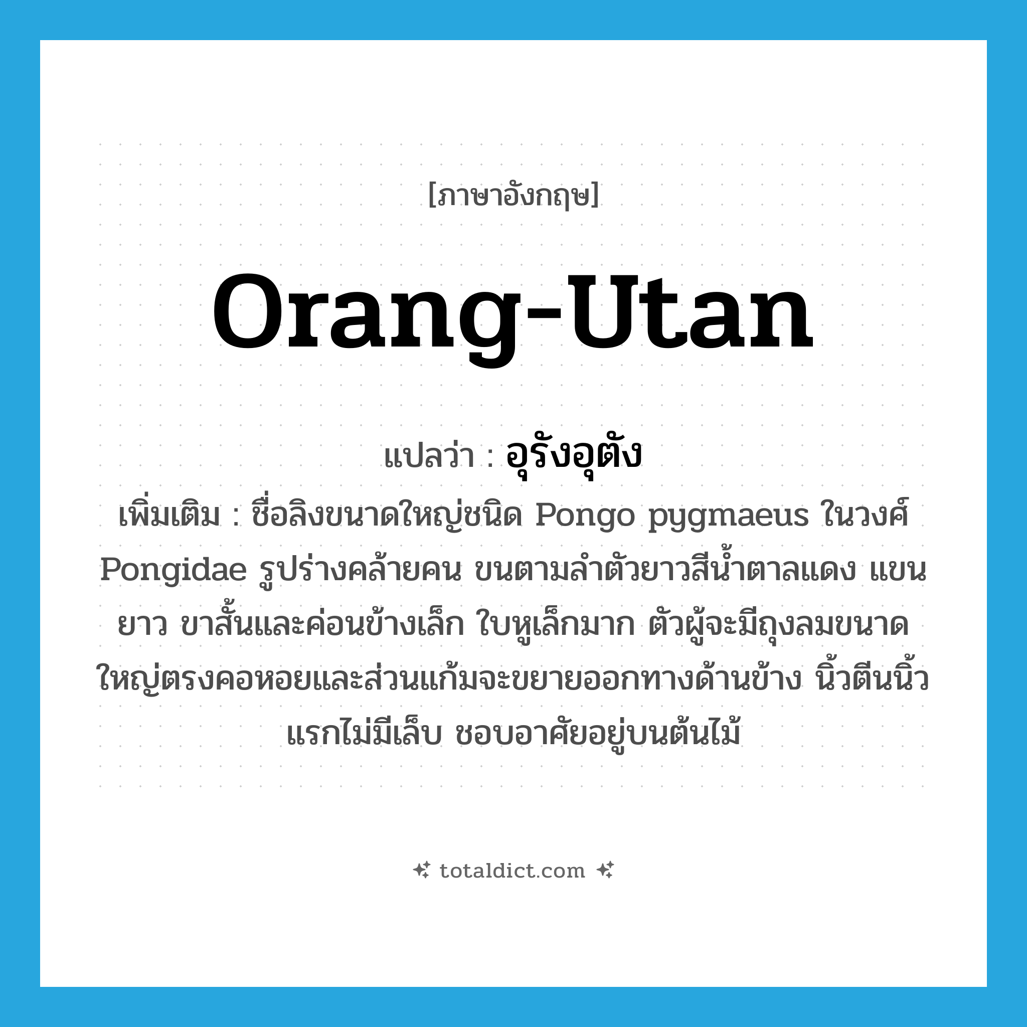orang-utan แปลว่า?, คำศัพท์ภาษาอังกฤษ orang-utan แปลว่า อุรังอุตัง ประเภท N เพิ่มเติม ชื่อลิงขนาดใหญ่ชนิด Pongo pygmaeus ในวงศ์ Pongidae รูปร่างคล้ายคน ขนตามลำตัวยาวสีน้ำตาลแดง แขนยาว ขาสั้นและค่อนข้างเล็ก ใบหูเล็กมาก ตัวผู้จะมีถุงลมขนาดใหญ่ตรงคอหอยและส่วนแก้มจะขยายออกทางด้านข้าง นิ้วตีนนิ้วแรกไม่มีเล็บ ชอบอาศัยอยู่บนต้นไม้ หมวด N