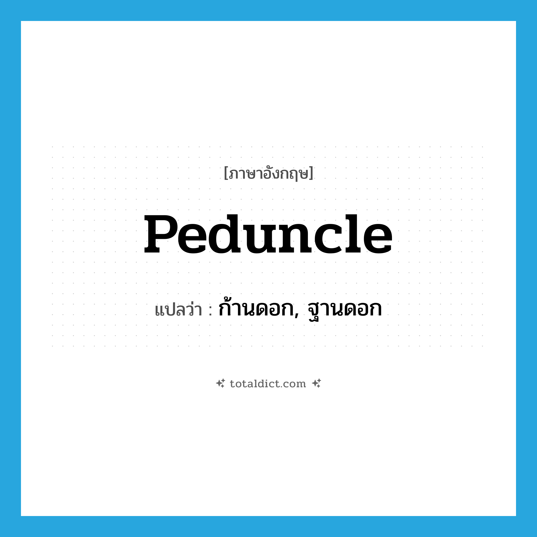 peduncle แปลว่า?, คำศัพท์ภาษาอังกฤษ peduncle แปลว่า ก้านดอก, ฐานดอก ประเภท N หมวด N