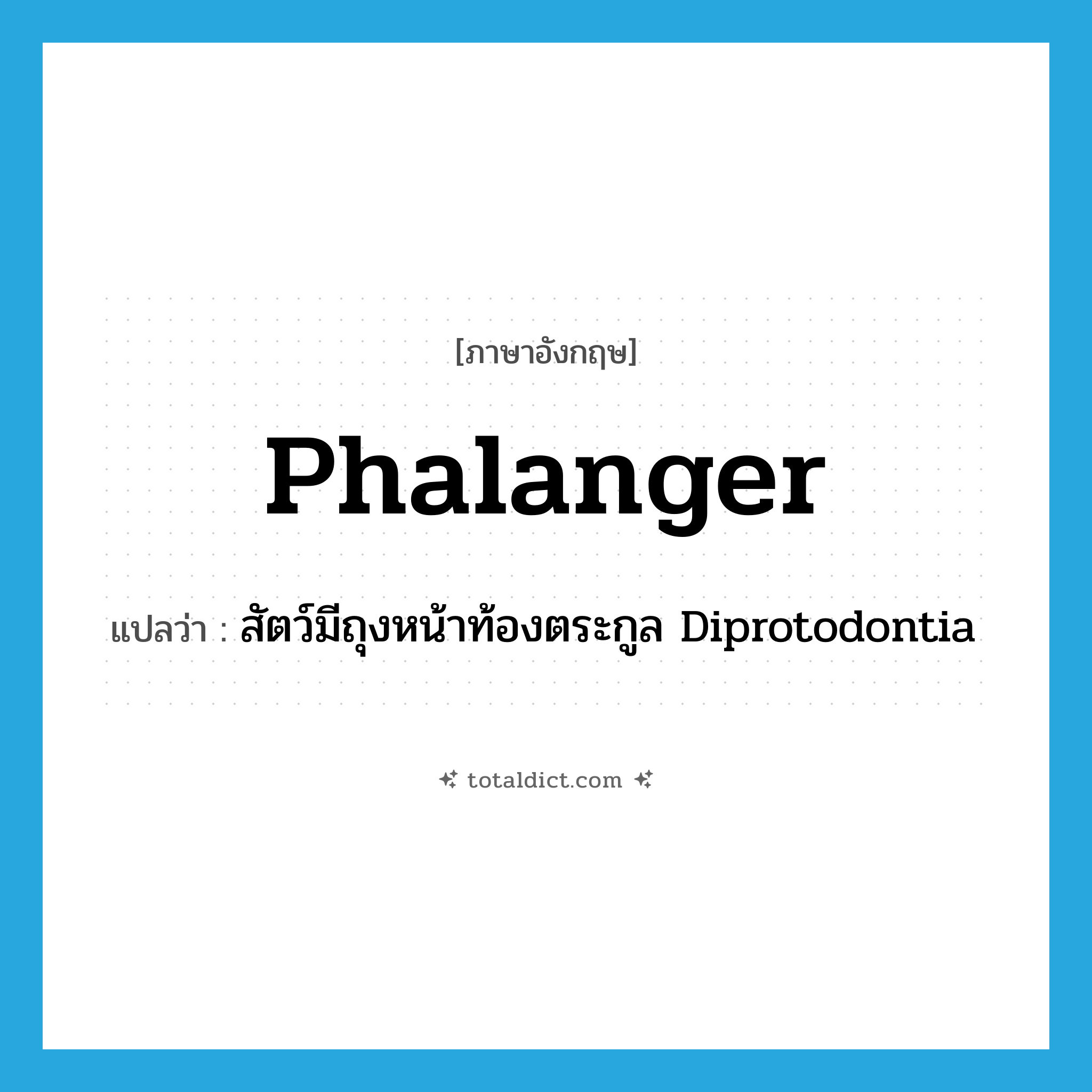 phalanger แปลว่า?, คำศัพท์ภาษาอังกฤษ phalanger แปลว่า สัตว์มีถุงหน้าท้องตระกูล Diprotodontia ประเภท N หมวด N