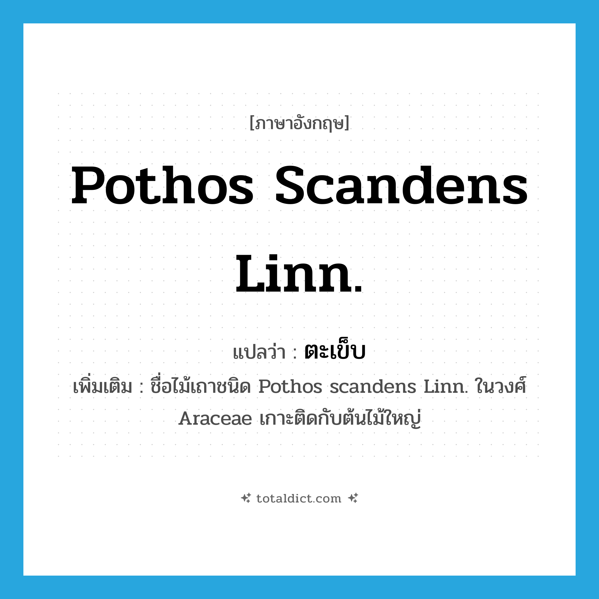 Pothos scandens Linn. แปลว่า?, คำศัพท์ภาษาอังกฤษ Pothos scandens Linn. แปลว่า ตะเข็บ ประเภท N เพิ่มเติม ชื่อไม้เถาชนิด Pothos scandens Linn. ในวงศ์ Araceae เกาะติดกับต้นไม้ใหญ่ หมวด N