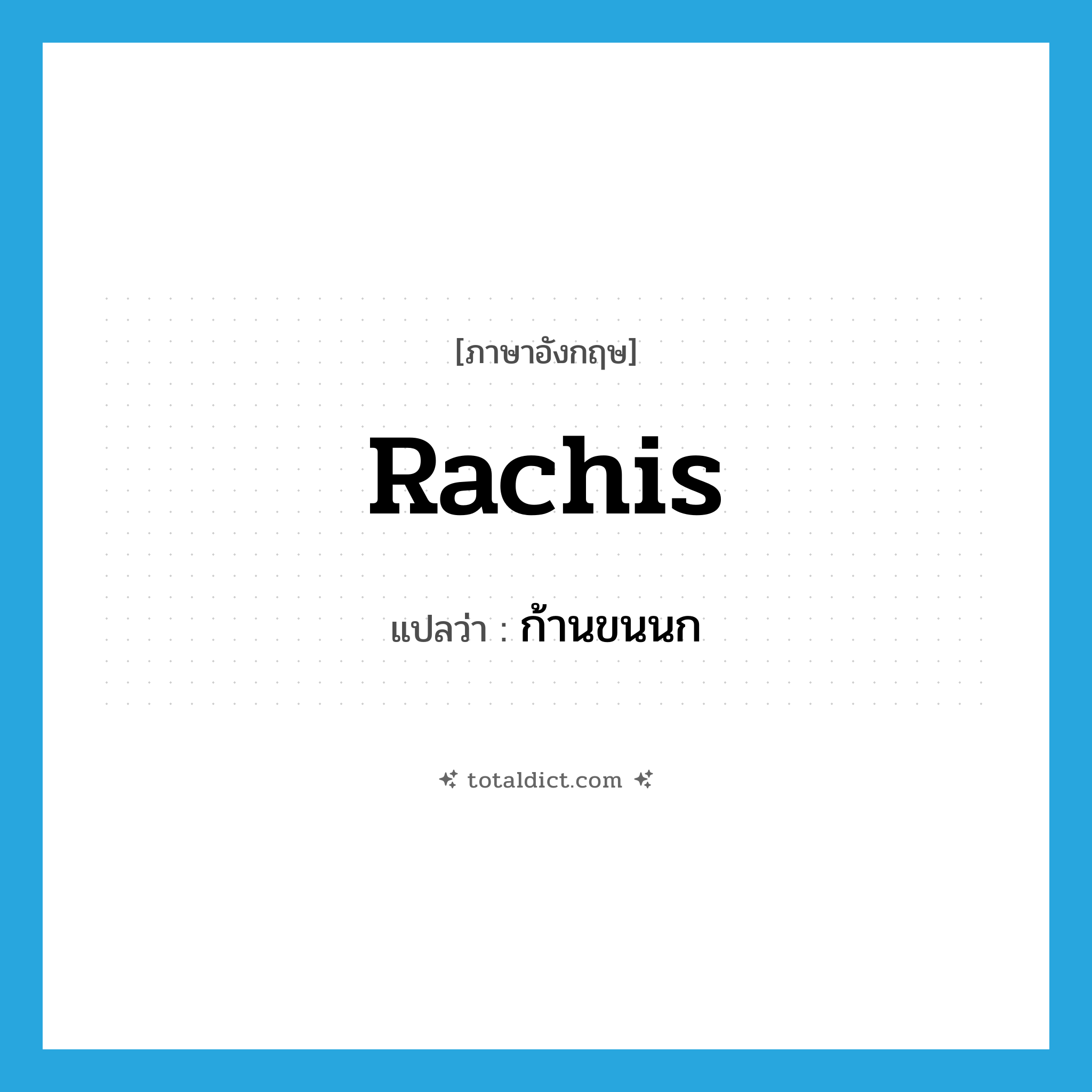 rachis แปลว่า?, คำศัพท์ภาษาอังกฤษ rachis แปลว่า ก้านขนนก ประเภท N หมวด N