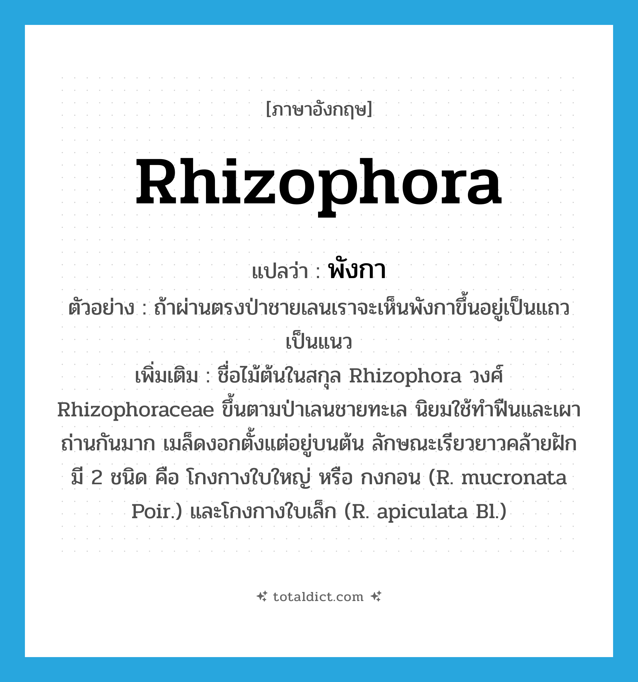 Rhizophora แปลว่า?, คำศัพท์ภาษาอังกฤษ Rhizophora แปลว่า พังกา ประเภท N ตัวอย่าง ถ้าผ่านตรงป่าชายเลนเราจะเห็นพังกาขึ้นอยู่เป็นแถวเป็นแนว เพิ่มเติม ชื่อไม้ต้นในสกุล Rhizophora วงศ์ Rhizophoraceae ขึ้นตามป่าเลนชายทะเล นิยมใช้ทำฟืนและเผาถ่านกันมาก เมล็ดงอกตั้งแต่อยู่บนต้น ลักษณะเรียวยาวคล้ายฝัก มี 2 ชนิด คือ โกงกางใบใหญ่ หรือ กงกอน (R. mucronata Poir.) และโกงกางใบเล็ก (R. apiculata Bl.) หมวด N