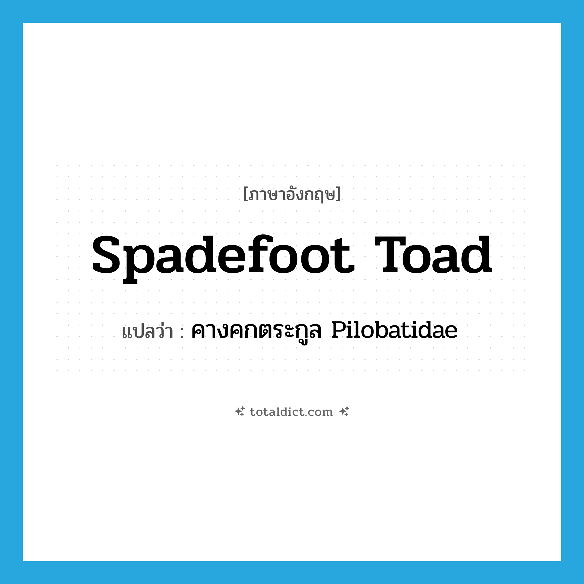 spadefoot toad แปลว่า?, คำศัพท์ภาษาอังกฤษ spadefoot toad แปลว่า คางคกตระกูล Pilobatidae ประเภท N หมวด N