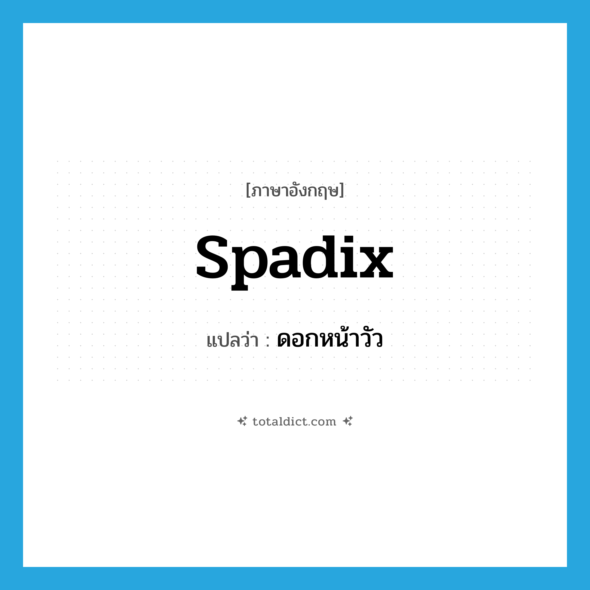 spadix แปลว่า?, คำศัพท์ภาษาอังกฤษ spadix แปลว่า ดอกหน้าวัว ประเภท N หมวด N