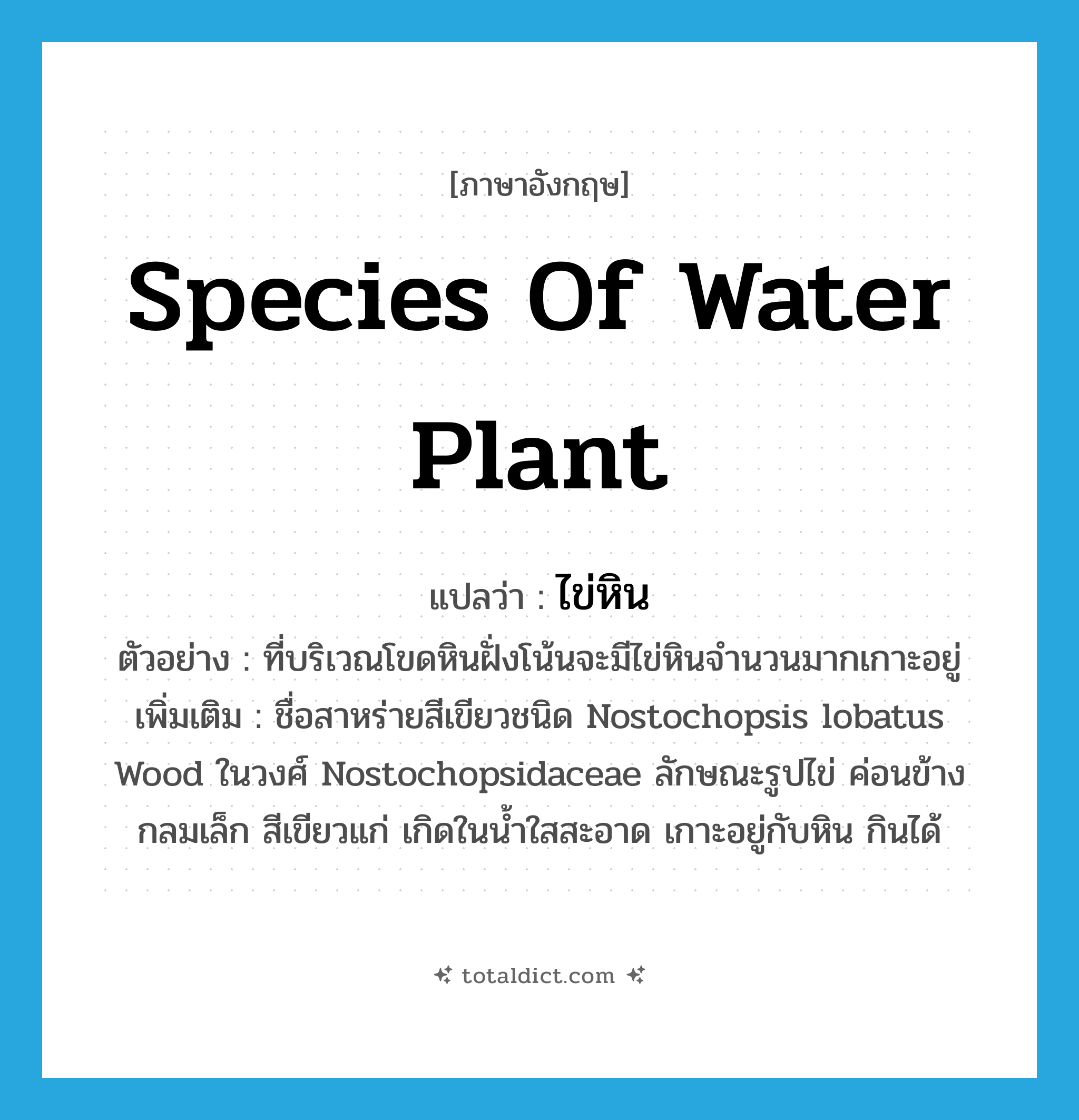 species of water plant แปลว่า?, คำศัพท์ภาษาอังกฤษ species of water plant แปลว่า ไข่หิน ประเภท N ตัวอย่าง ที่บริเวณโขดหินฝั่งโน้นจะมีไข่หินจำนวนมากเกาะอยู่ เพิ่มเติม ชื่อสาหร่ายสีเขียวชนิด Nostochopsis lobatus Wood ในวงศ์ Nostochopsidaceae ลักษณะรูปไข่ ค่อนข้างกลมเล็ก สีเขียวแก่ เกิดในน้ำใสสะอาด เกาะอยู่กับหิน กินได้ หมวด N