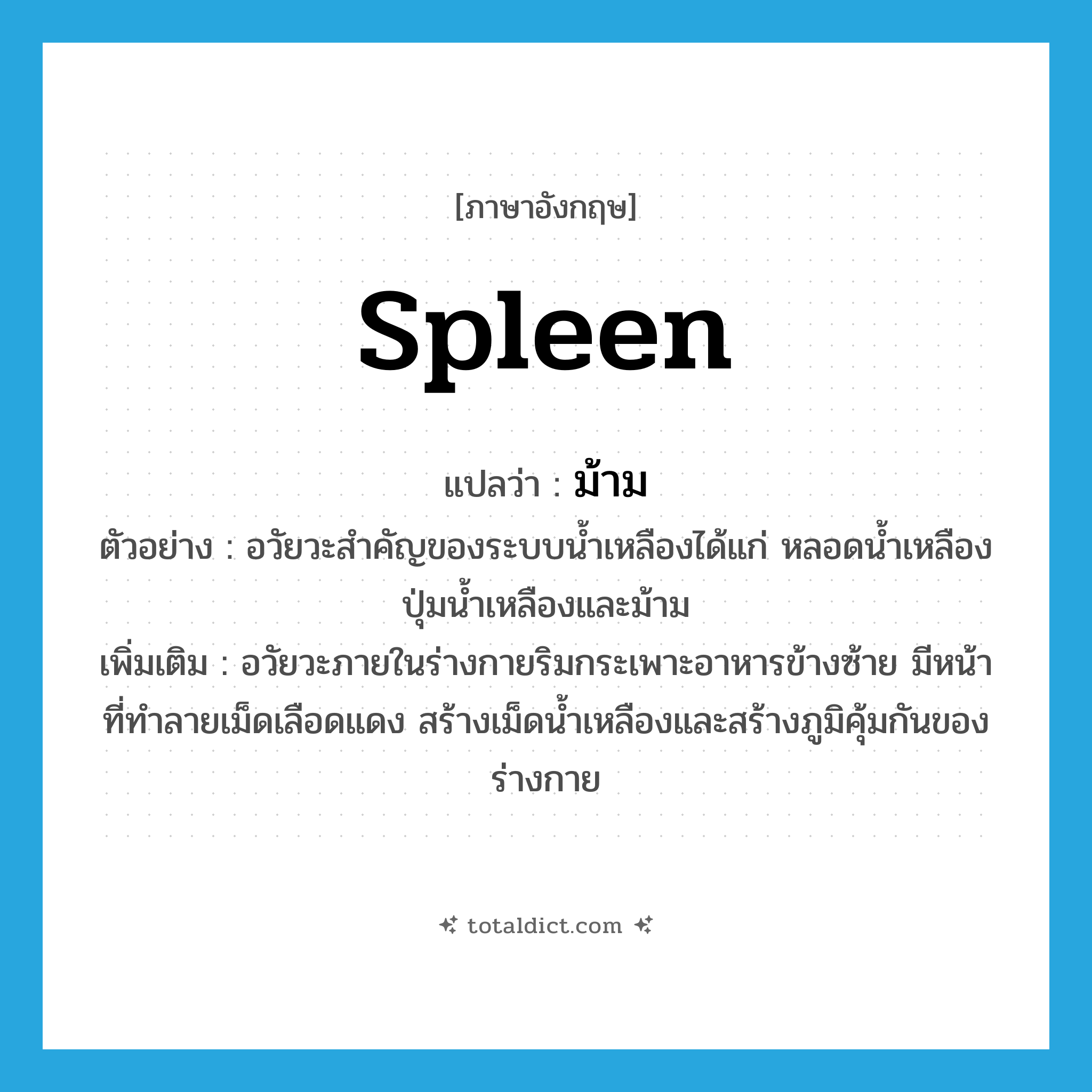 spleen แปลว่า?, คำศัพท์ภาษาอังกฤษ spleen แปลว่า ม้าม ประเภท N ตัวอย่าง อวัยวะสำคัญของระบบน้ำเหลืองได้แก่ หลอดน้ำเหลือง ปุ่มน้ำเหลืองและม้าม เพิ่มเติม อวัยวะภายในร่างกายริมกระเพาะอาหารข้างซ้าย มีหน้าที่ทำลายเม็ดเลือดแดง สร้างเม็ดน้ำเหลืองและสร้างภูมิคุ้มกันของร่างกาย หมวด N