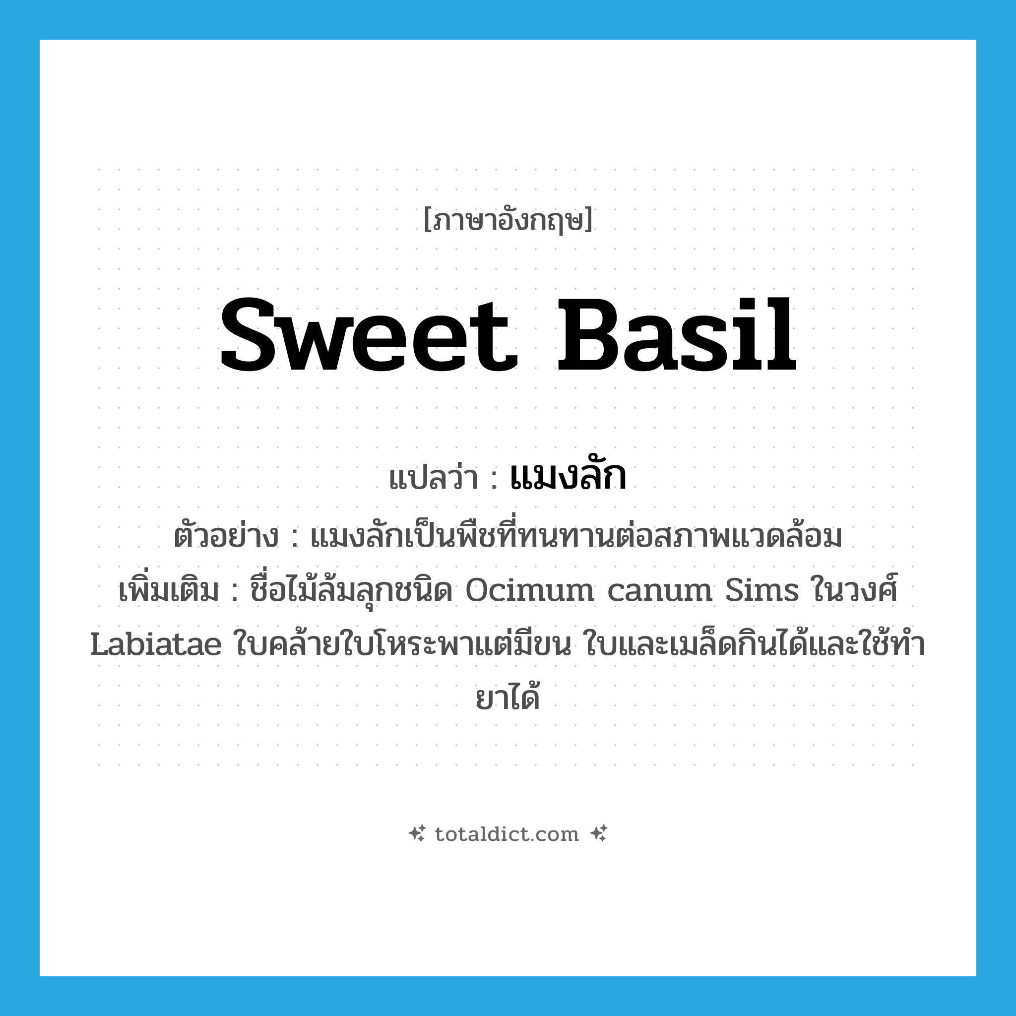 sweet basil แปลว่า?, คำศัพท์ภาษาอังกฤษ sweet basil แปลว่า แมงลัก ประเภท N ตัวอย่าง แมงลักเป็นพืชที่ทนทานต่อสภาพแวดล้อม เพิ่มเติม ชื่อไม้ล้มลุกชนิด Ocimum canum Sims ในวงศ์ Labiatae ใบคล้ายใบโหระพาแต่มีขน ใบและเมล็ดกินได้และใช้ทำยาได้ หมวด N