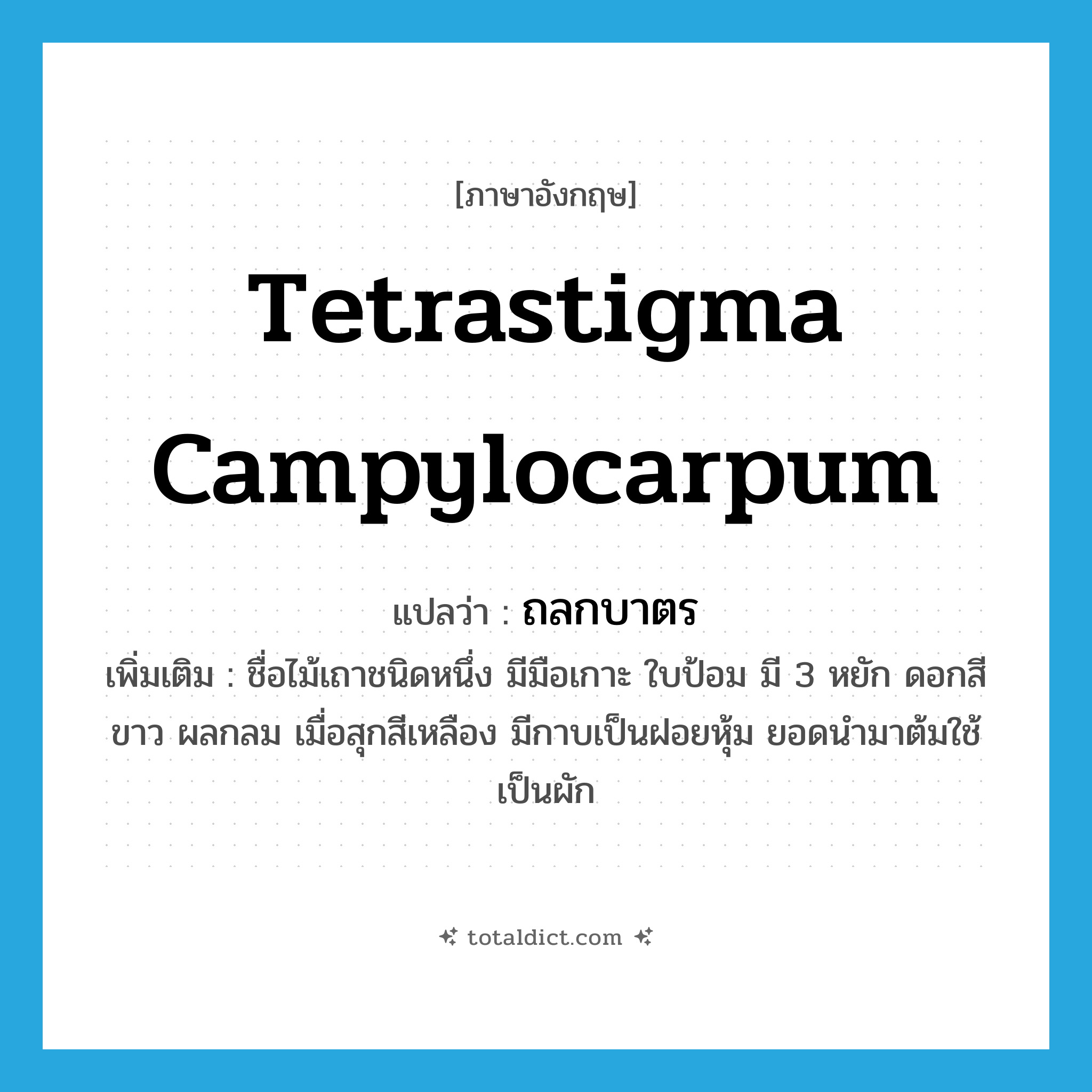 Tetrastigma campylocarpum แปลว่า?, คำศัพท์ภาษาอังกฤษ Tetrastigma campylocarpum แปลว่า ถลกบาตร ประเภท N เพิ่มเติม ชื่อไม้เถาชนิดหนึ่ง มีมือเกาะ ใบป้อม มี 3 หยัก ดอกสีขาว ผลกลม เมื่อสุกสีเหลือง มีกาบเป็นฝอยหุ้ม ยอดนำมาต้มใช้เป็นผัก หมวด N