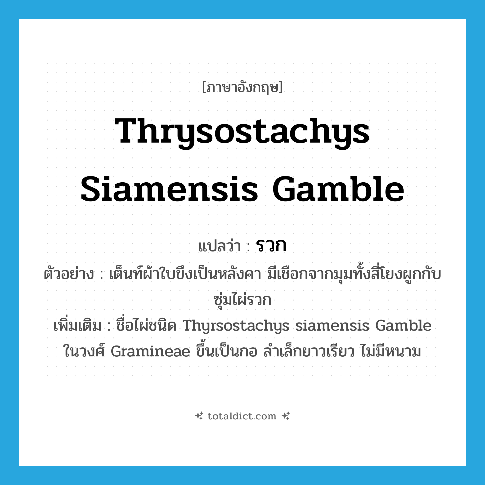 Thrysostachys siamensis Gamble แปลว่า?, คำศัพท์ภาษาอังกฤษ Thrysostachys siamensis Gamble แปลว่า รวก ประเภท N ตัวอย่าง เต็นท์ผ้าใบขึงเป็นหลังคา มีเชือกจากมุมทั้งสี่โยงผูกกับซุ่มไผ่รวก เพิ่มเติม ชื่อไผ่ชนิด Thyrsostachys siamensis Gamble ในวงศ์ Gramineae ขึ้นเป็นกอ ลำเล็กยาวเรียว ไม่มีหนาม หมวด N