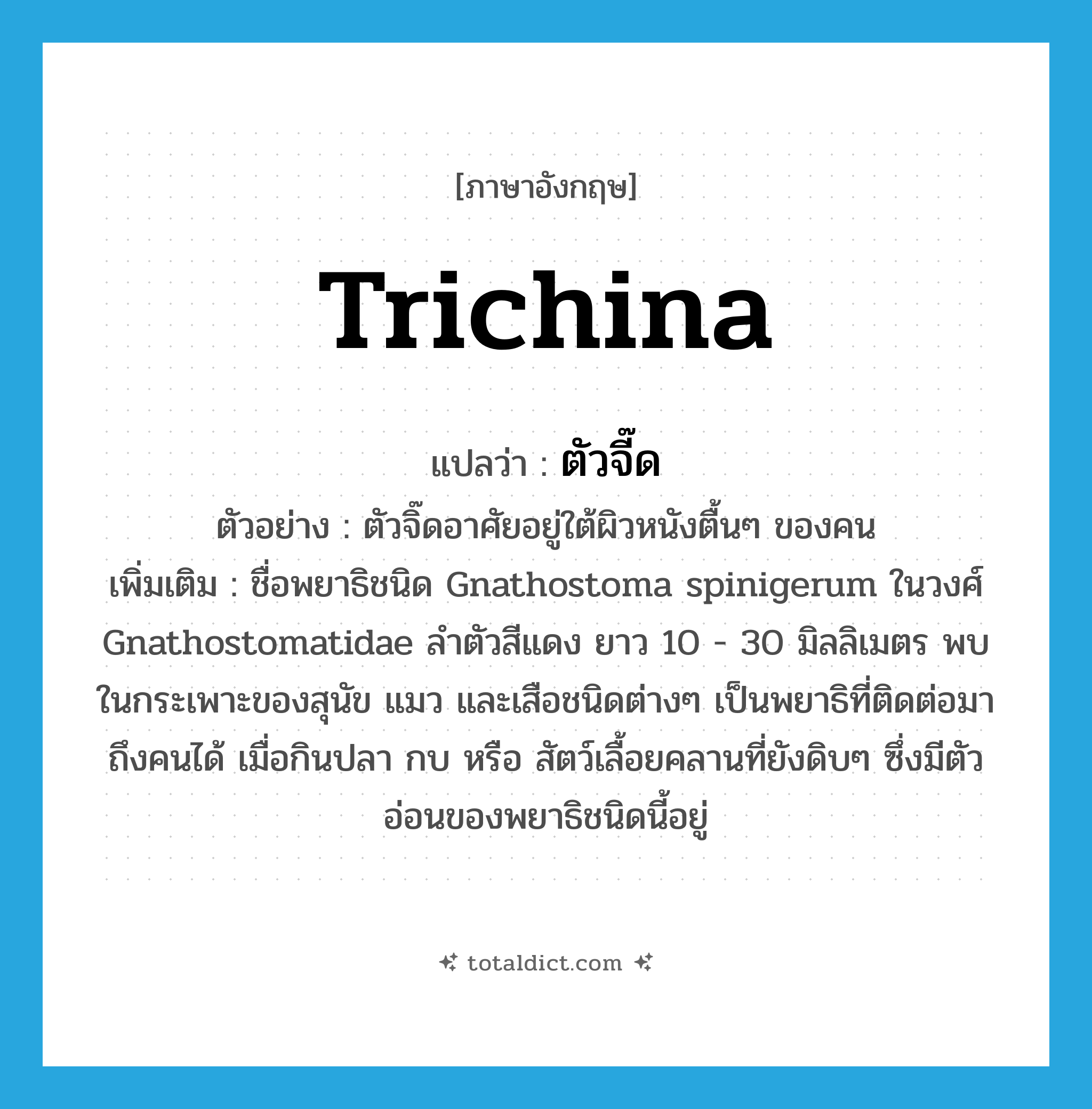 trichina แปลว่า?, คำศัพท์ภาษาอังกฤษ trichina แปลว่า ตัวจี๊ด ประเภท N ตัวอย่าง ตัวจิ๊ดอาศัยอยู่ใต้ผิวหนังตื้นๆ ของคน เพิ่มเติม ชื่อพยาธิชนิด Gnathostoma spinigerum ในวงศ์ Gnathostomatidae ลำตัวสีแดง ยาว 10 - 30 มิลลิเมตร พบในกระเพาะของสุนัข แมว และเสือชนิดต่างๆ เป็นพยาธิที่ติดต่อมาถึงคนได้ เมื่อกินปลา กบ หรือ สัตว์เลื้อยคลานที่ยังดิบๆ ซึ่งมีตัวอ่อนของพยาธิชนิดนี้อยู่ หมวด N