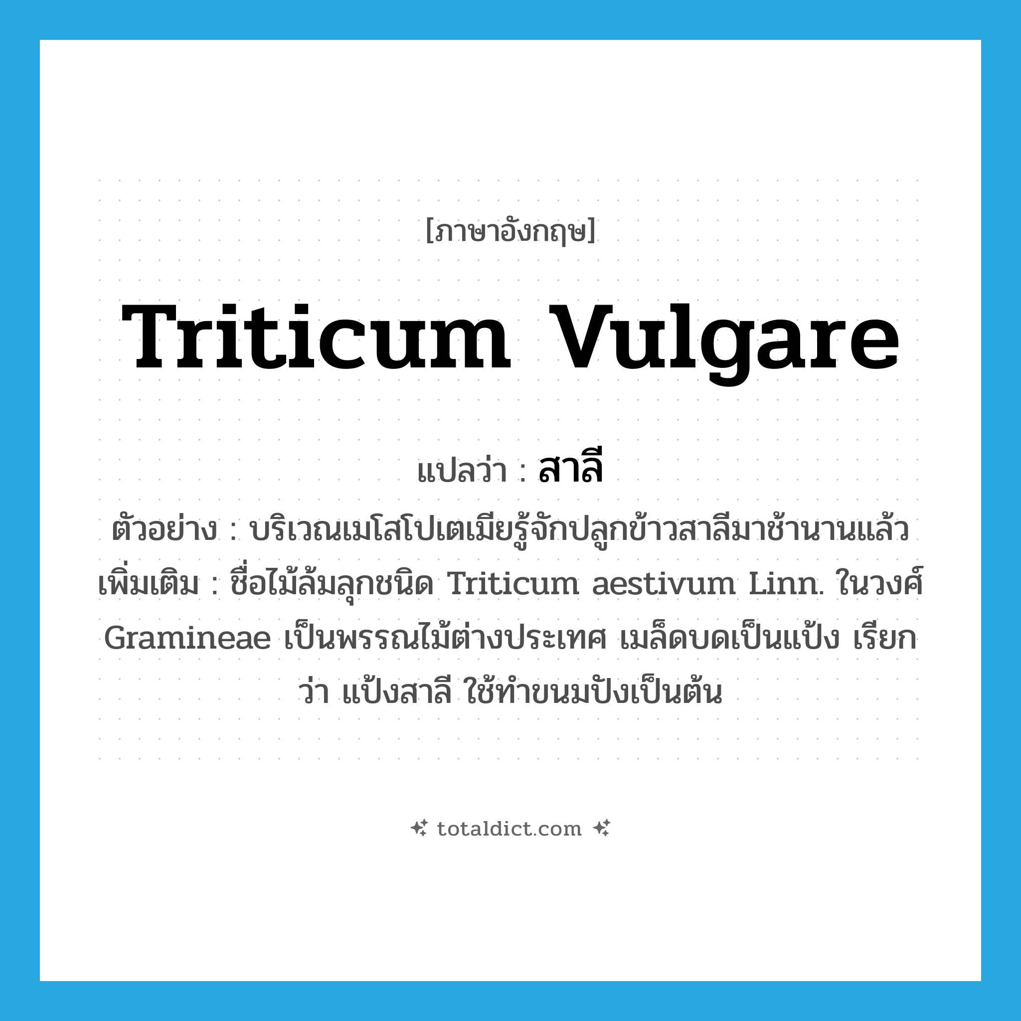 Triticum vulgare แปลว่า?, คำศัพท์ภาษาอังกฤษ Triticum vulgare แปลว่า สาลี ประเภท N ตัวอย่าง บริเวณเมโสโปเตเมียรู้จักปลูกข้าวสาลีมาช้านานแล้ว เพิ่มเติม ชื่อไม้ล้มลุกชนิด Triticum aestivum Linn. ในวงศ์ Gramineae เป็นพรรณไม้ต่างประเทศ เมล็ดบดเป็นแป้ง เรียกว่า แป้งสาลี ใช้ทำขนมปังเป็นต้น หมวด N