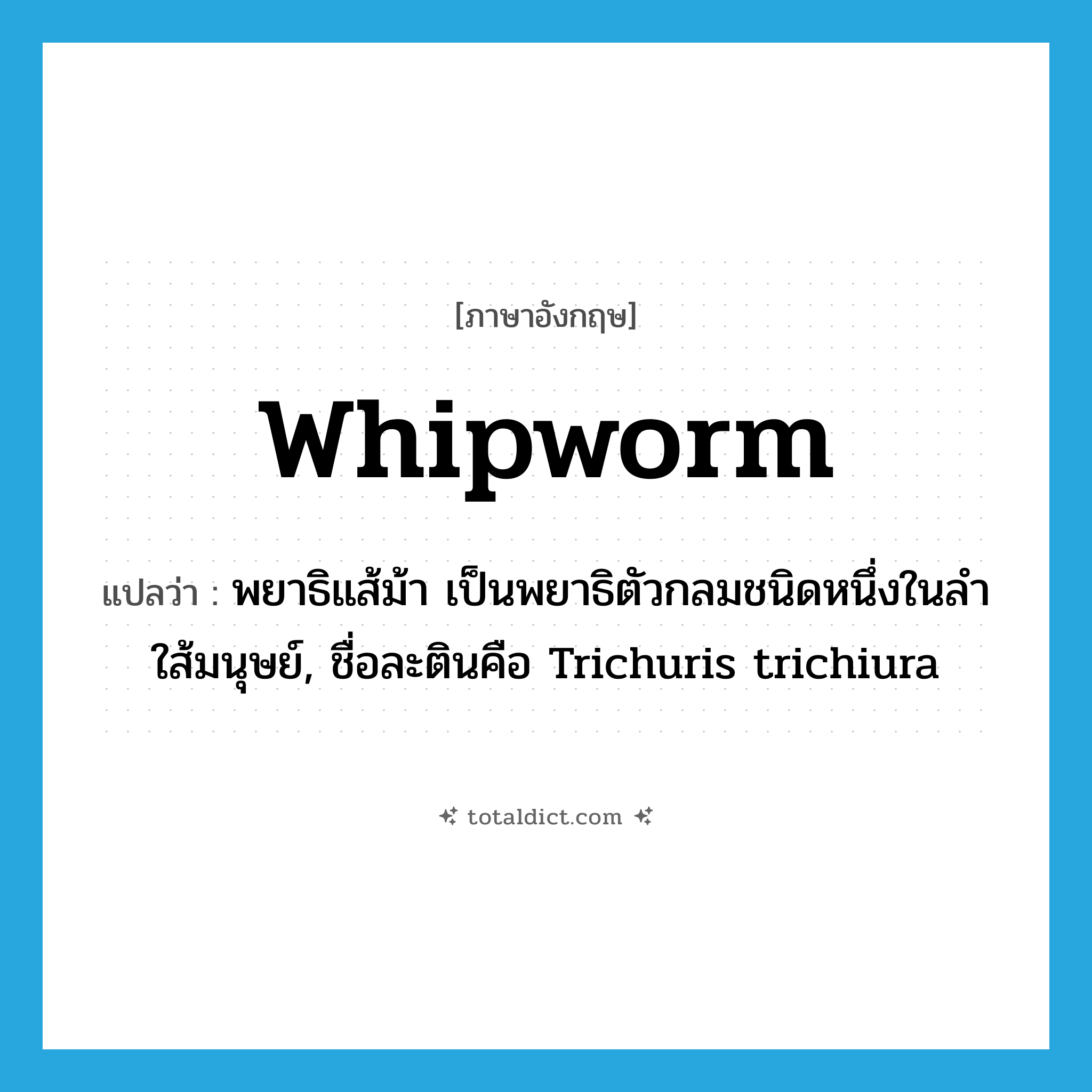 whipworm แปลว่า?, คำศัพท์ภาษาอังกฤษ whipworm แปลว่า พยาธิแส้ม้า เป็นพยาธิตัวกลมชนิดหนึ่งในลำใส้มนุษย์, ชื่อละตินคือ Trichuris trichiura ประเภท N หมวด N