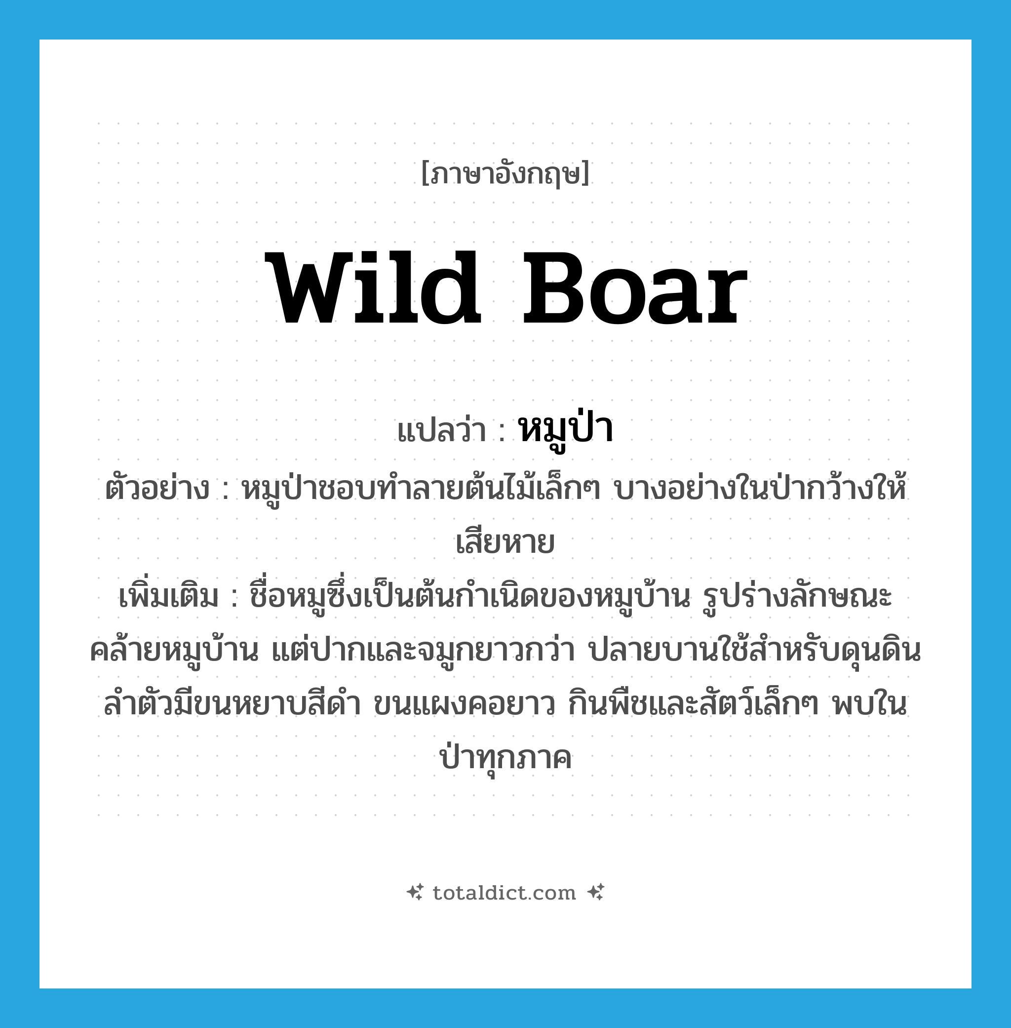 wild boar แปลว่า?, คำศัพท์ภาษาอังกฤษ wild boar แปลว่า หมูป่า ประเภท N ตัวอย่าง หมูป่าชอบทำลายต้นไม้เล็กๆ บางอย่างในป่ากว้างให้เสียหาย เพิ่มเติม ชื่อหมูซึ่งเป็นต้นกำเนิดของหมูบ้าน รูปร่างลักษณะคล้ายหมูบ้าน แต่ปากและจมูกยาวกว่า ปลายบานใช้สำหรับดุนดิน ลำตัวมีขนหยาบสีดำ ขนแผงคอยาว กินพืชและสัตว์เล็กๆ พบในป่าทุกภาค หมวด N